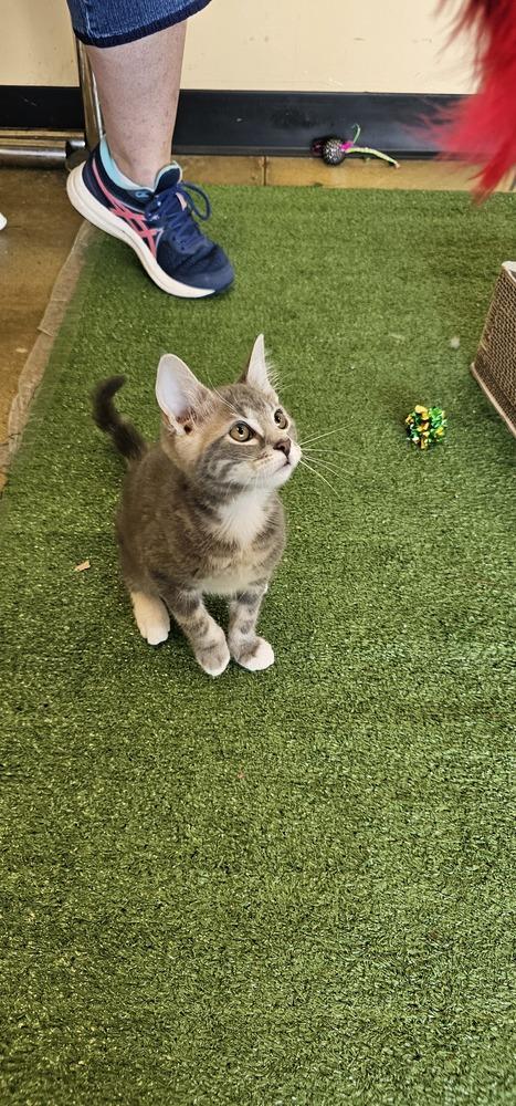 Sleepy, a Adoptable mixed breed in Powder Springs, GA image 3/4