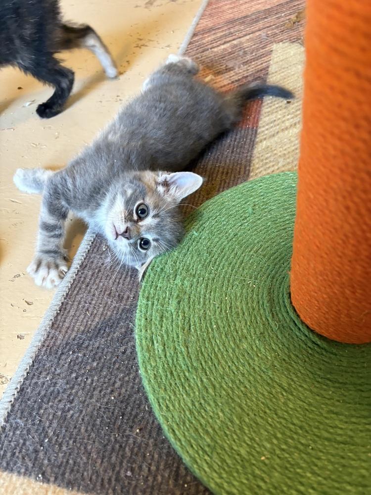 Sleepy, a Adoptable mixed breed in Powder Springs, GA image 4/4