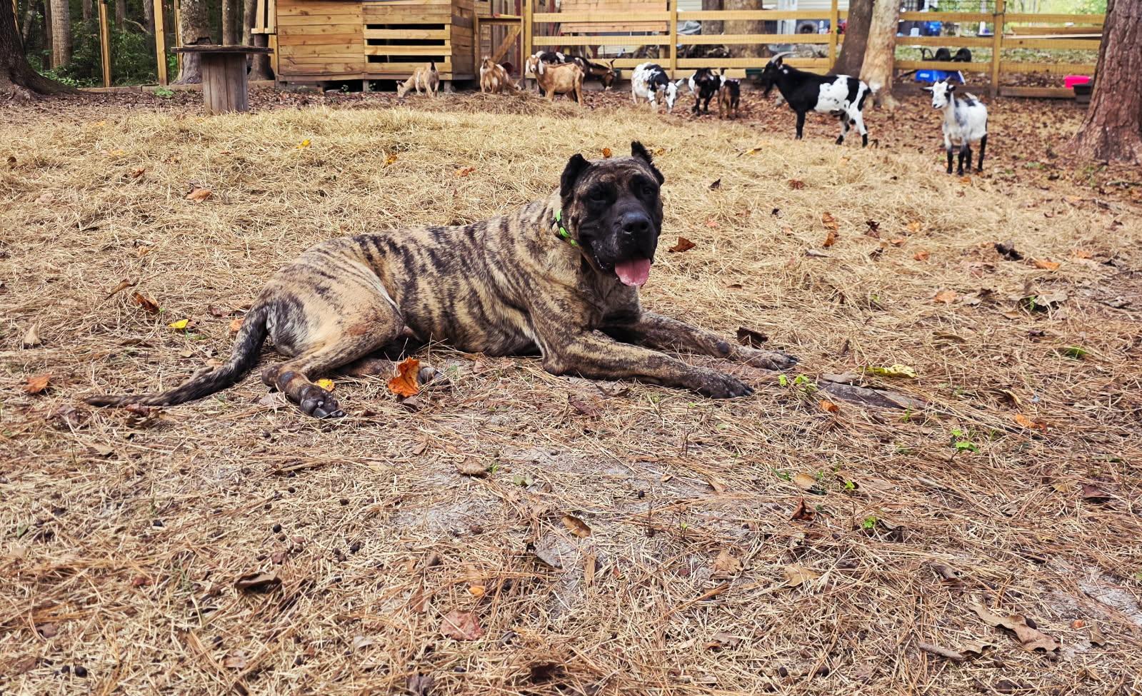 Enlarge Tyga, a Adoptable Presa Canario in Jacksonville, NC image 2/2