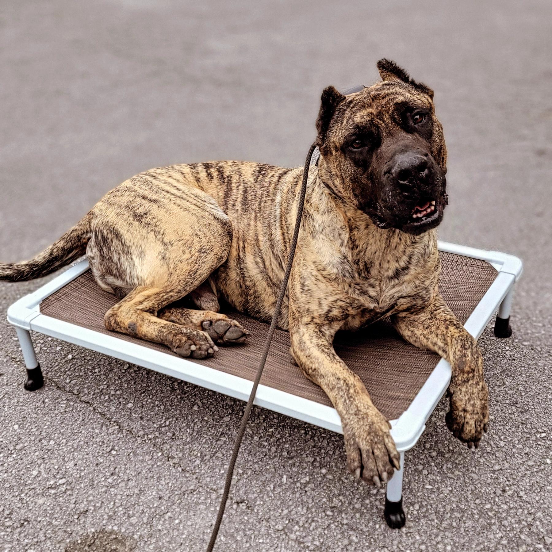 Enlarge Tyga, a Adoptable Presa Canario in Jacksonville, NC image 1/2