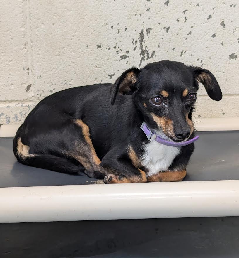 Minnie, adopted, Adult Female Chihuahua.