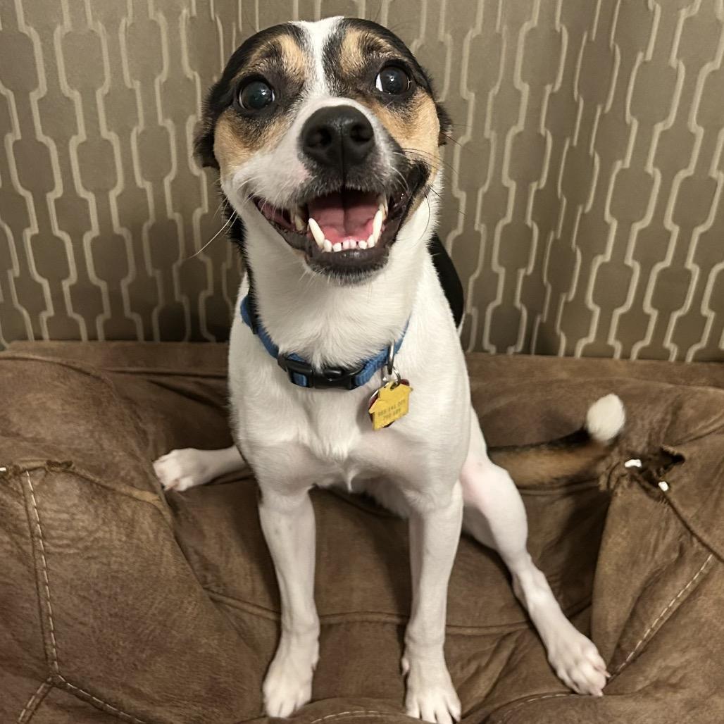 Bailey C-34495, Adoptable, Adult Female Rat Terrier.