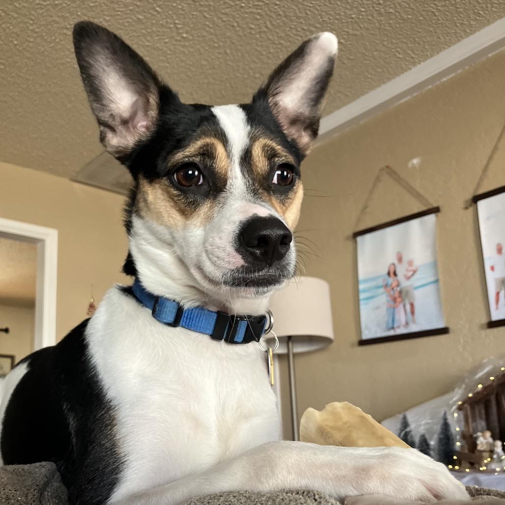 Enlarge Bailey C-34495, a Adoptable Rat Terrier in Oklahoma City, OK image 3/5