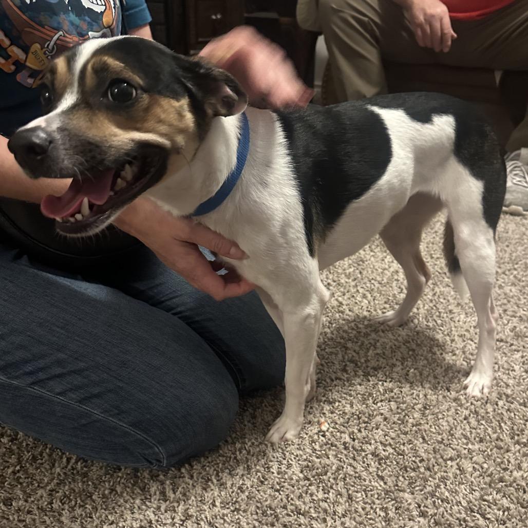 Enlarge Bailey C-34495, a Adoptable Rat Terrier in Oklahoma City, OK image 4/5