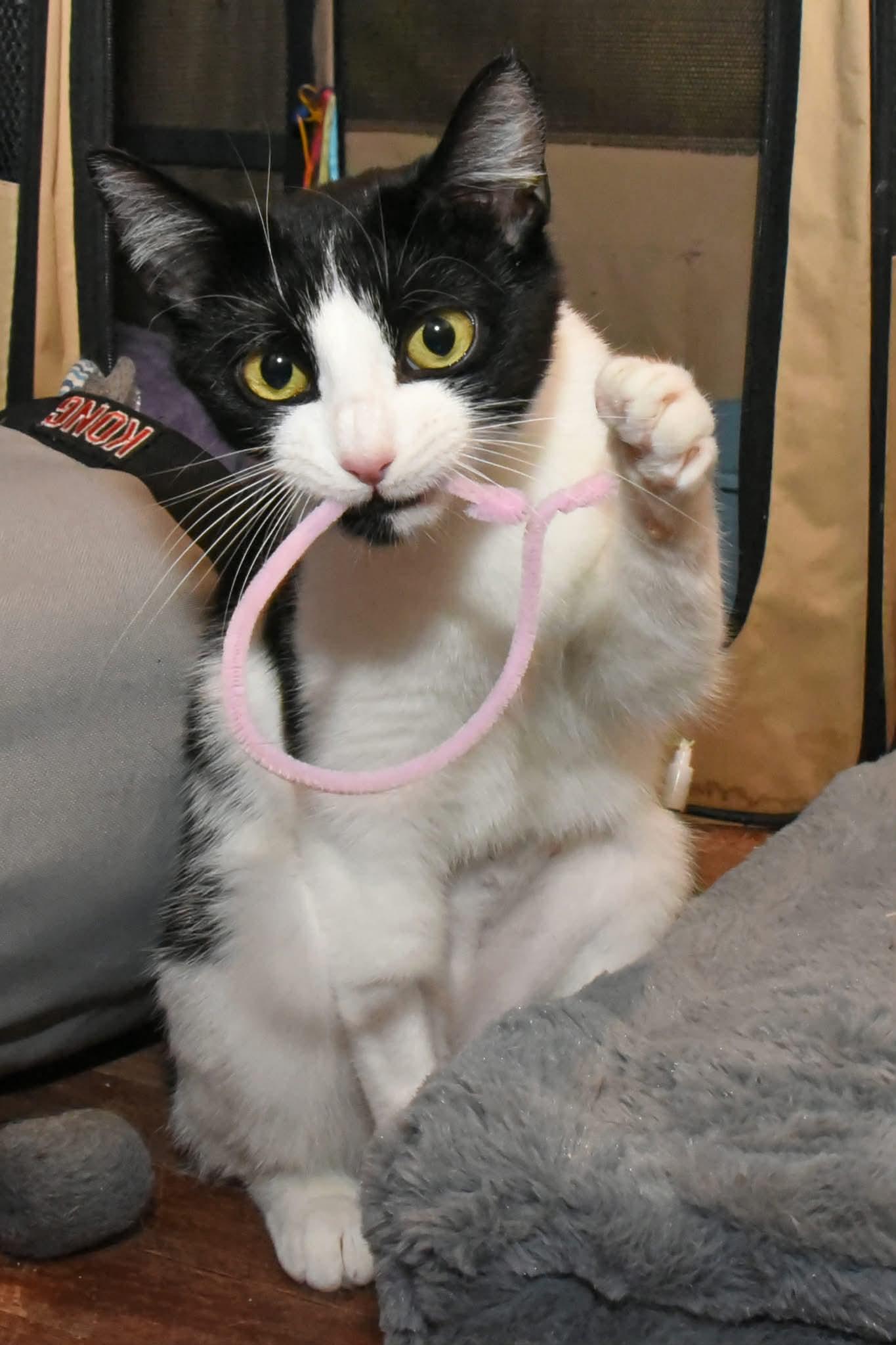 Enlarge Mini, a ADOPTABLE American Shorthair in Johnstown, NY image 3/6