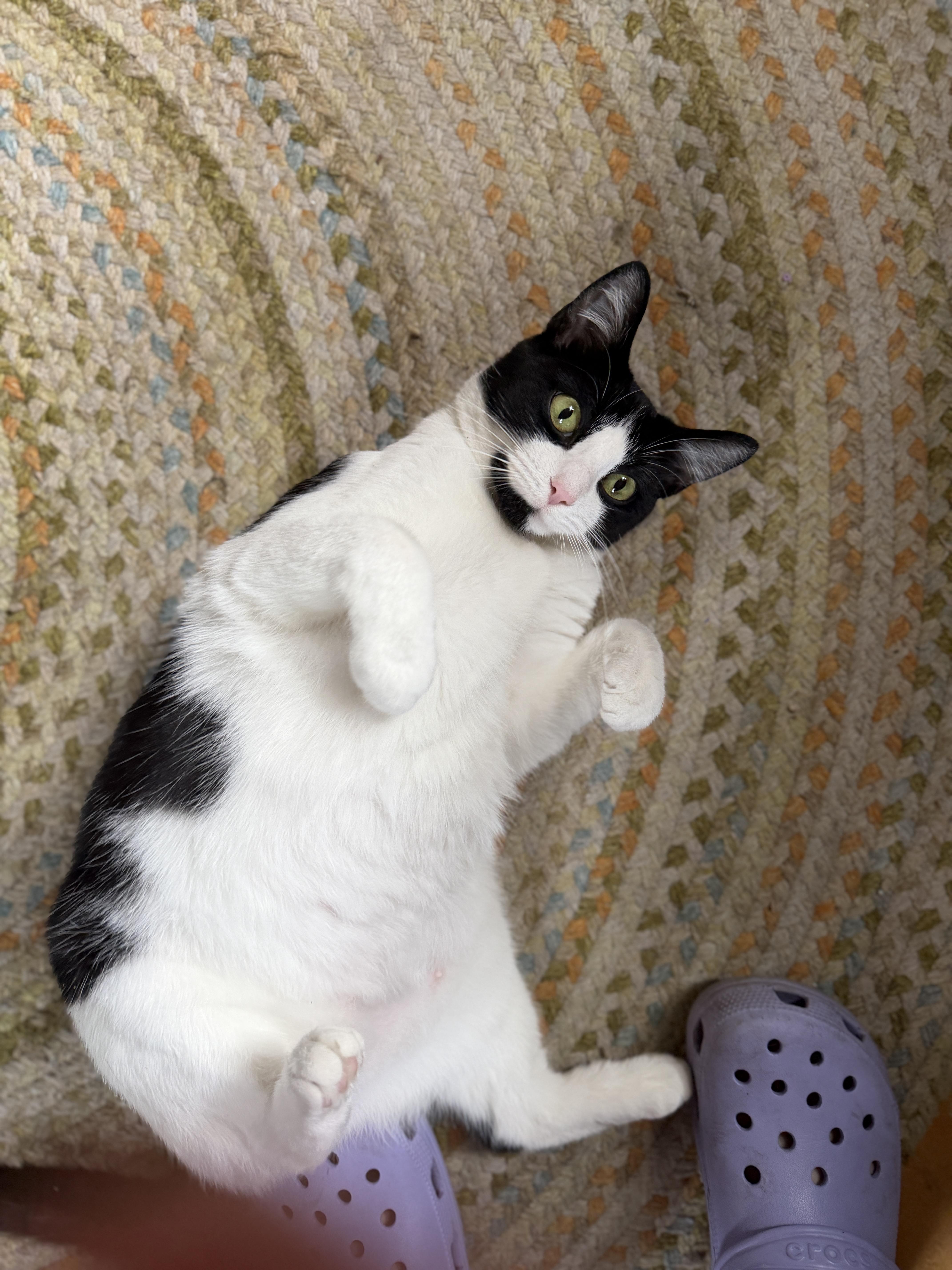 Mini, an adopted American Shorthair in Johnstown, NY image 1/6