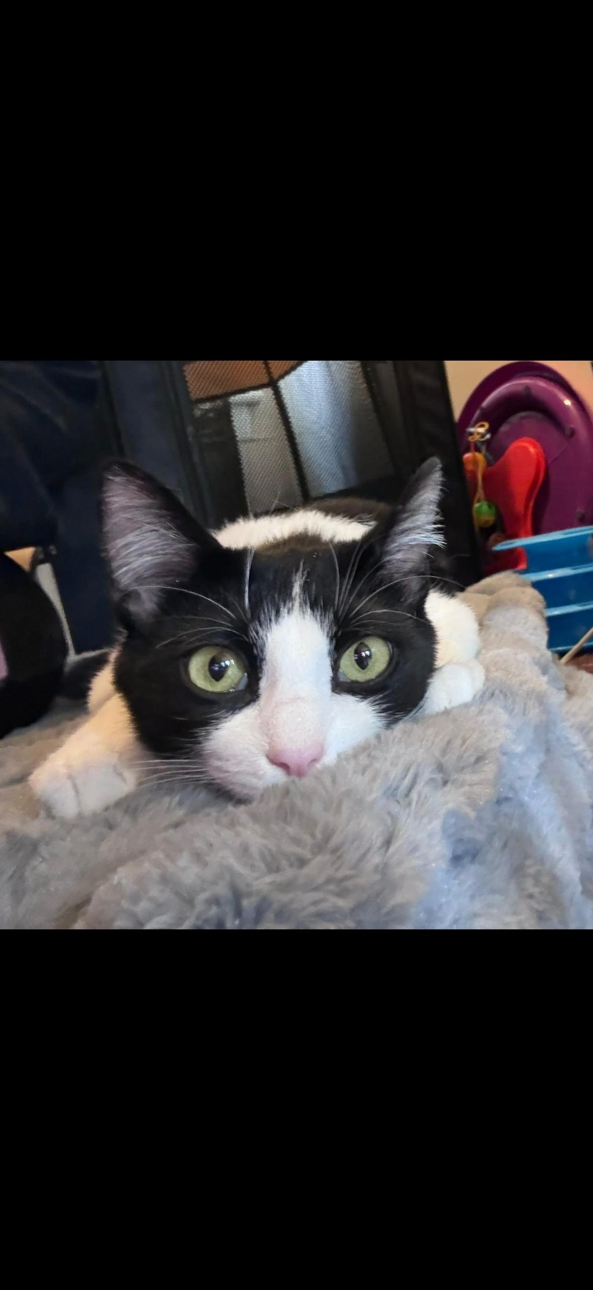 Enlarge Mini, a ADOPTABLE American Shorthair in Johnstown, NY image 5/6