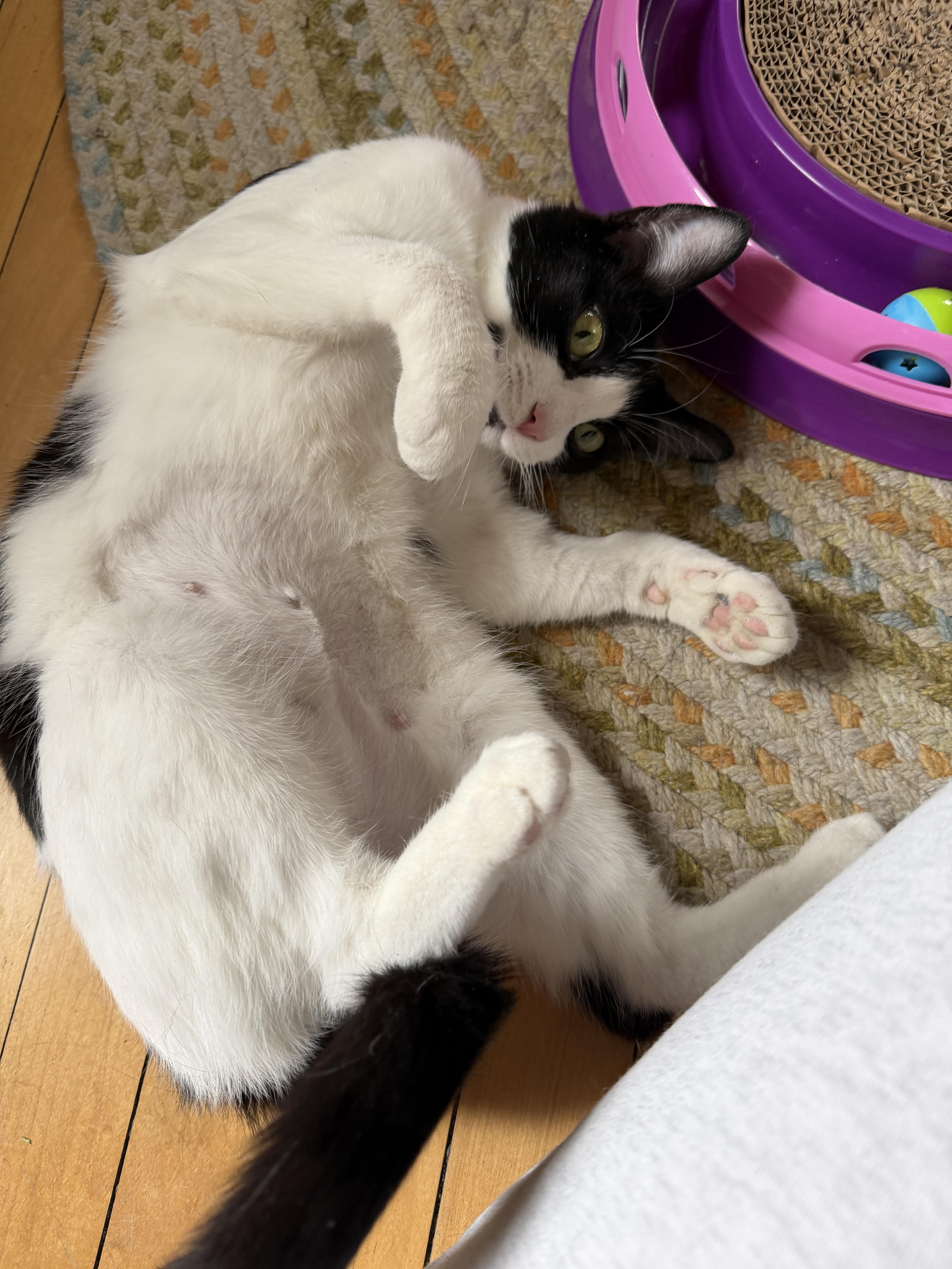 Mini, ADOPTABLE, Young Female American Shorthair.