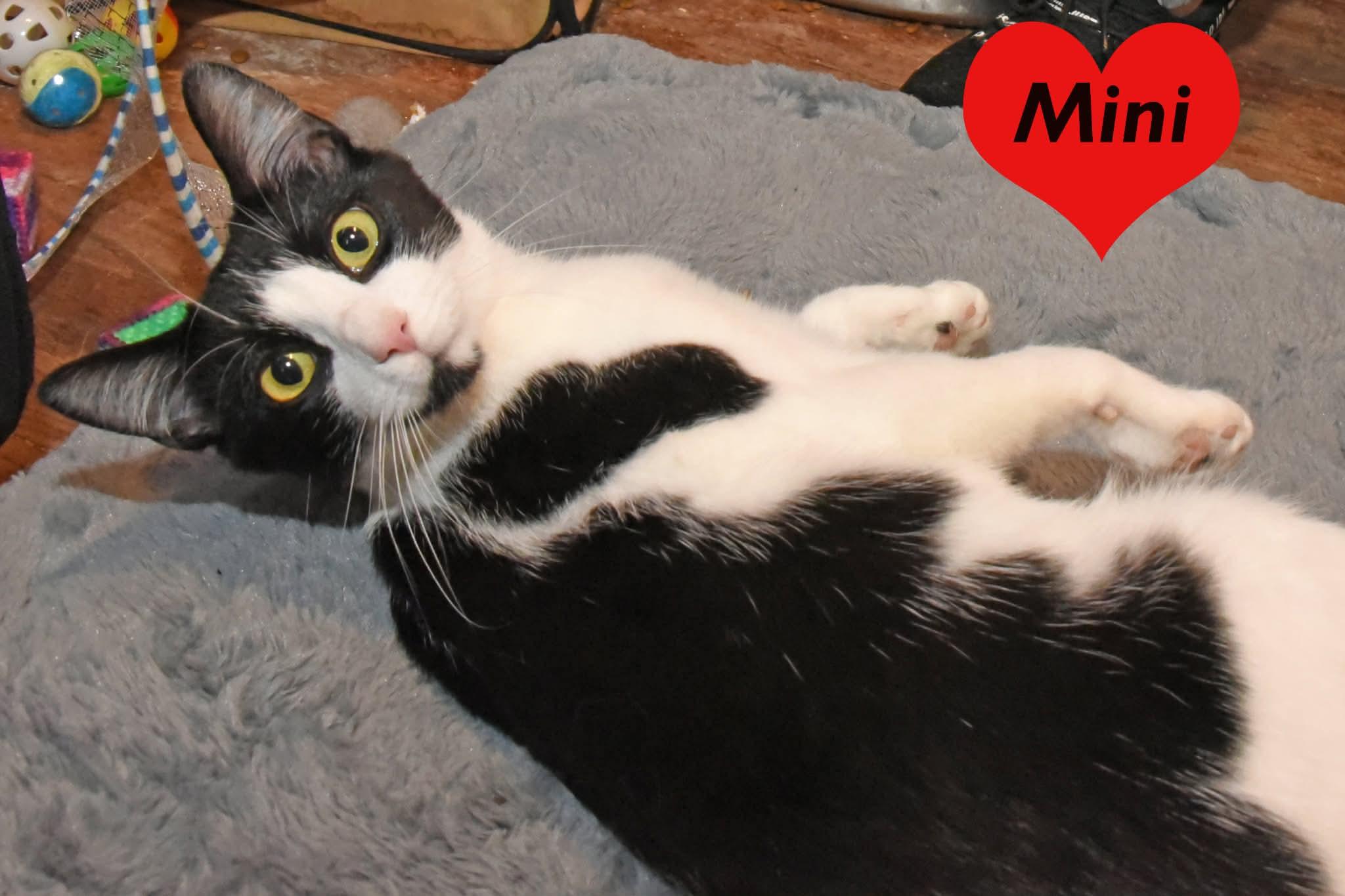 Enlarge Mini, a ADOPTABLE American Shorthair in Johnstown, NY image 4/6