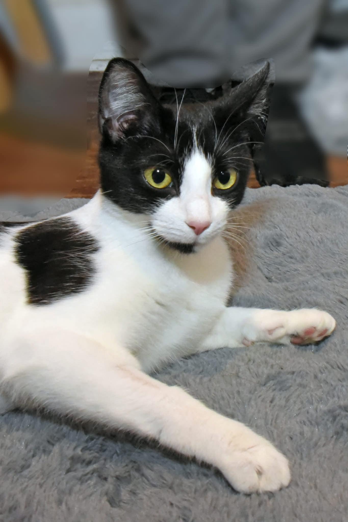 Enlarge Mini, a ADOPTABLE American Shorthair in Johnstown, NY image 2/6