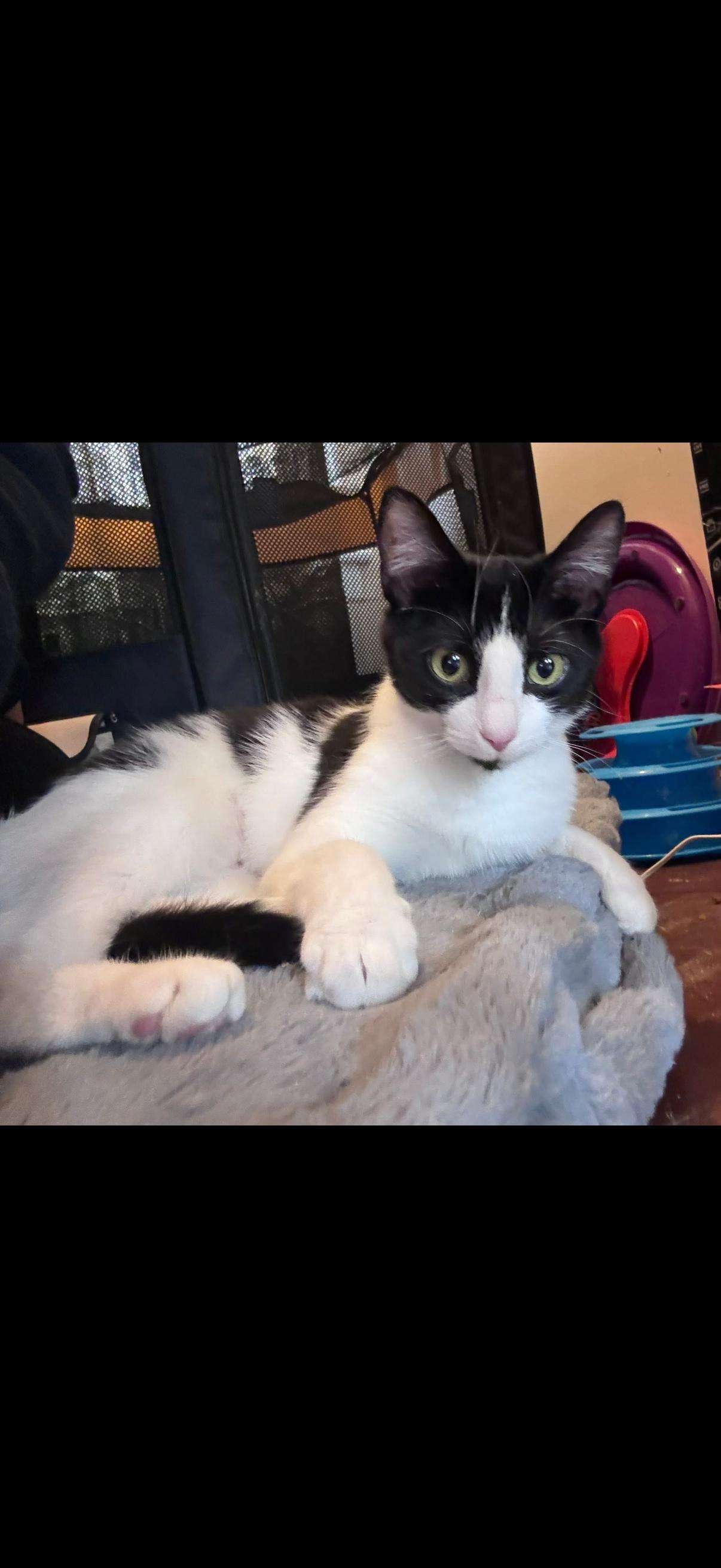 Enlarge Mini, a ADOPTABLE American Shorthair in Johnstown, NY image 6/6