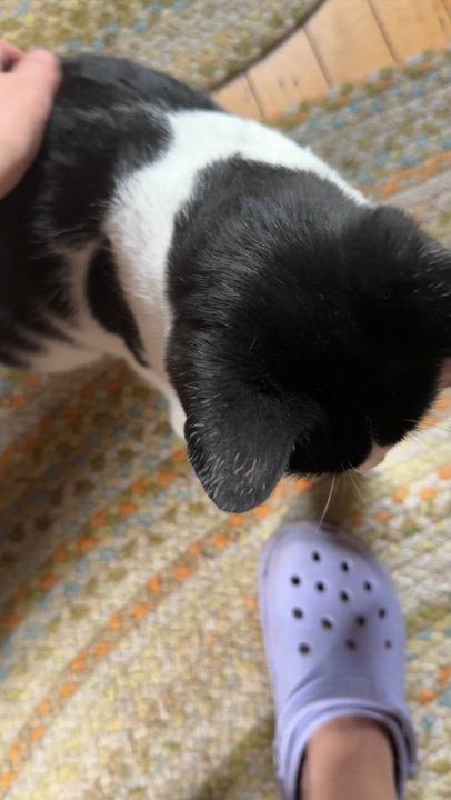 Enlarge Mini, an adopted American Shorthair in Johnstown, NY video 6/6