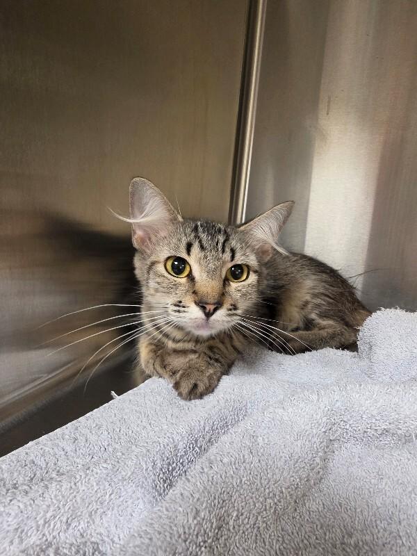 Mary Jane, Adoptable, Adult Female Domestic Medium Hair.