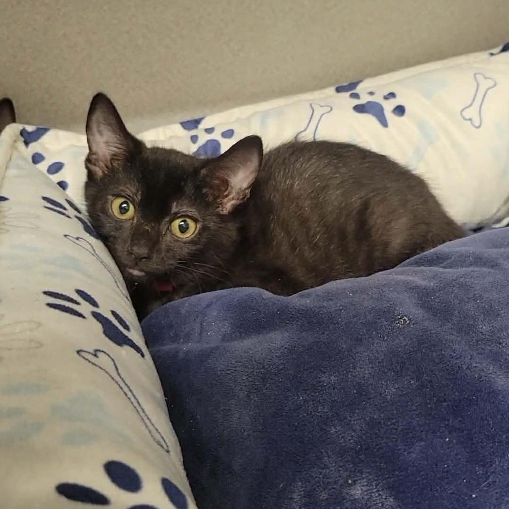 Max, Adoptable, Kitten Female Domestic Short Hair.