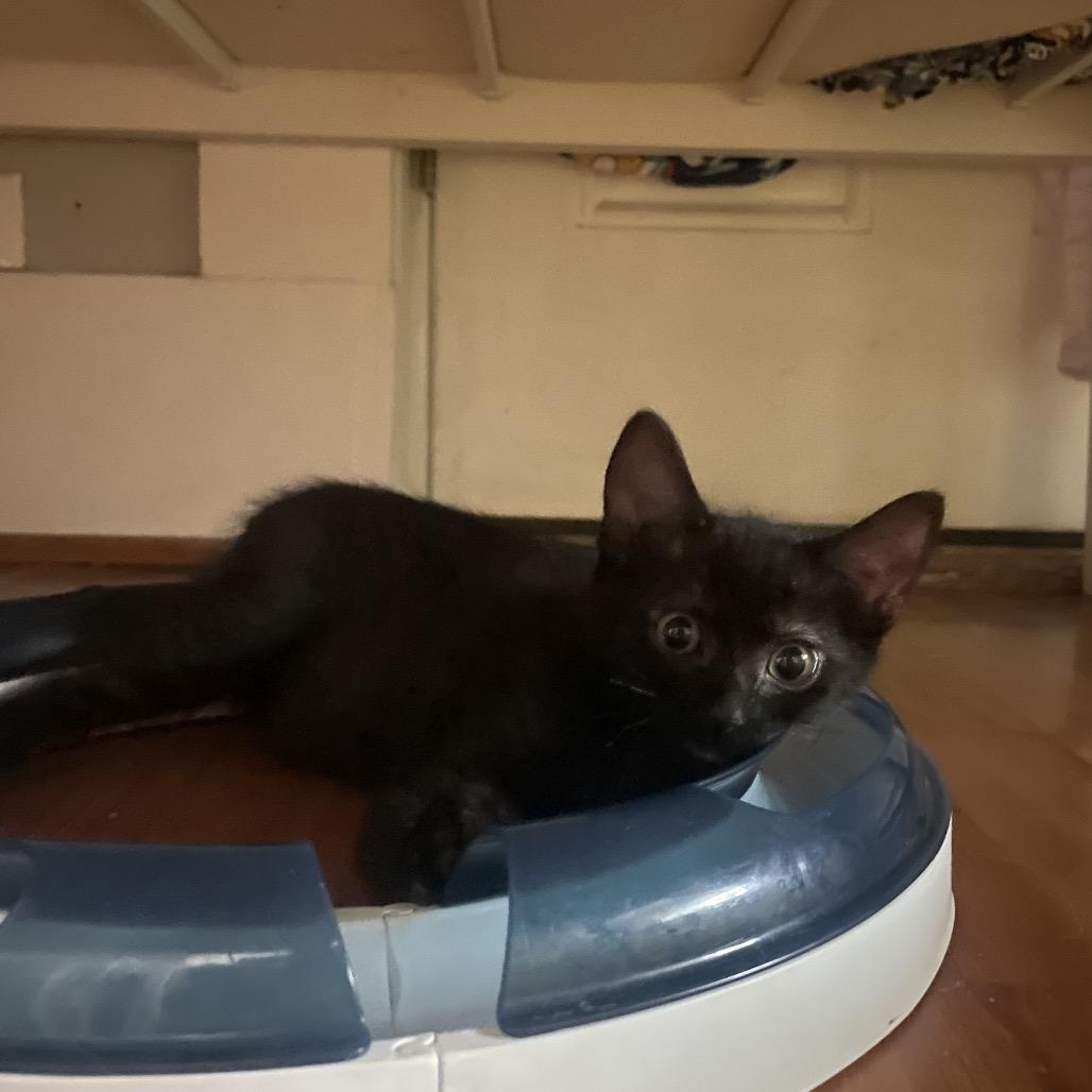 Enlarge Max, a Adoptable Domestic Short Hair in Washougal, WA image 2/3