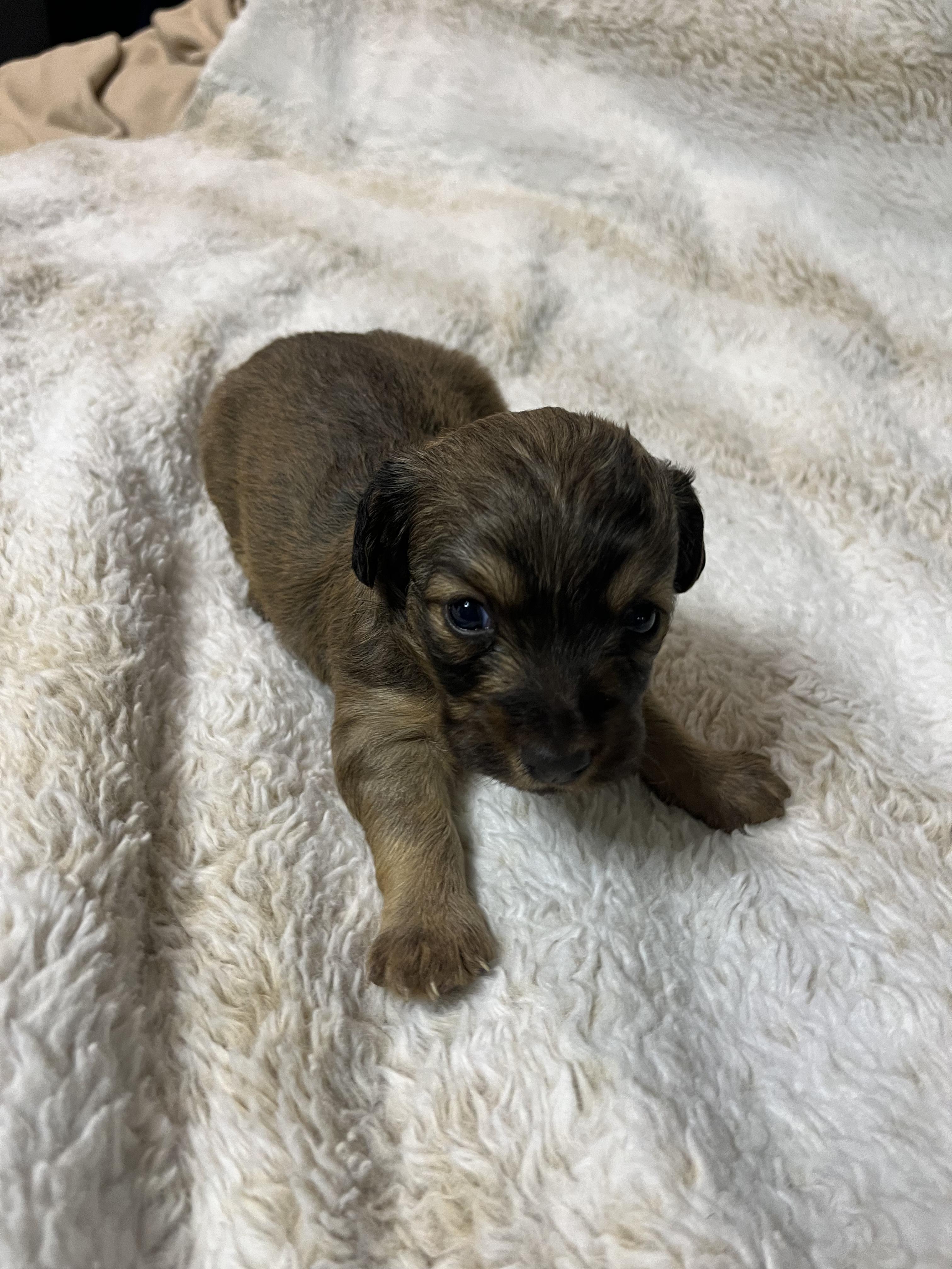 Meatloaf, ADOPTABLE, Puppy Male Dachshund.