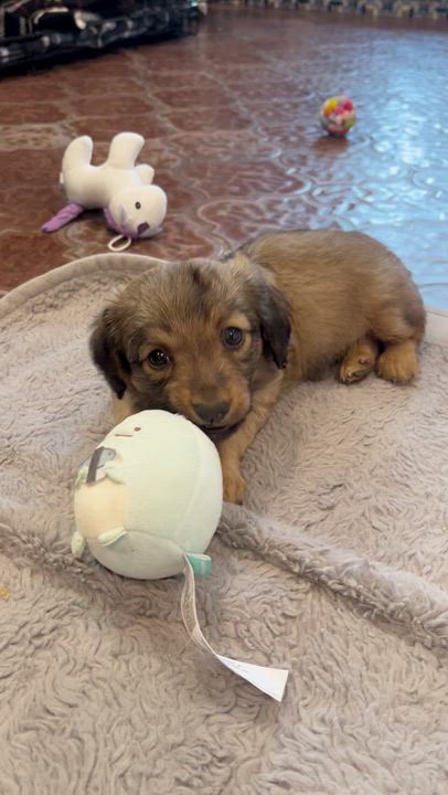 Enlarge Meatloaf, a ADOPTABLE Dachshund in Murrieta, CA video 2/2