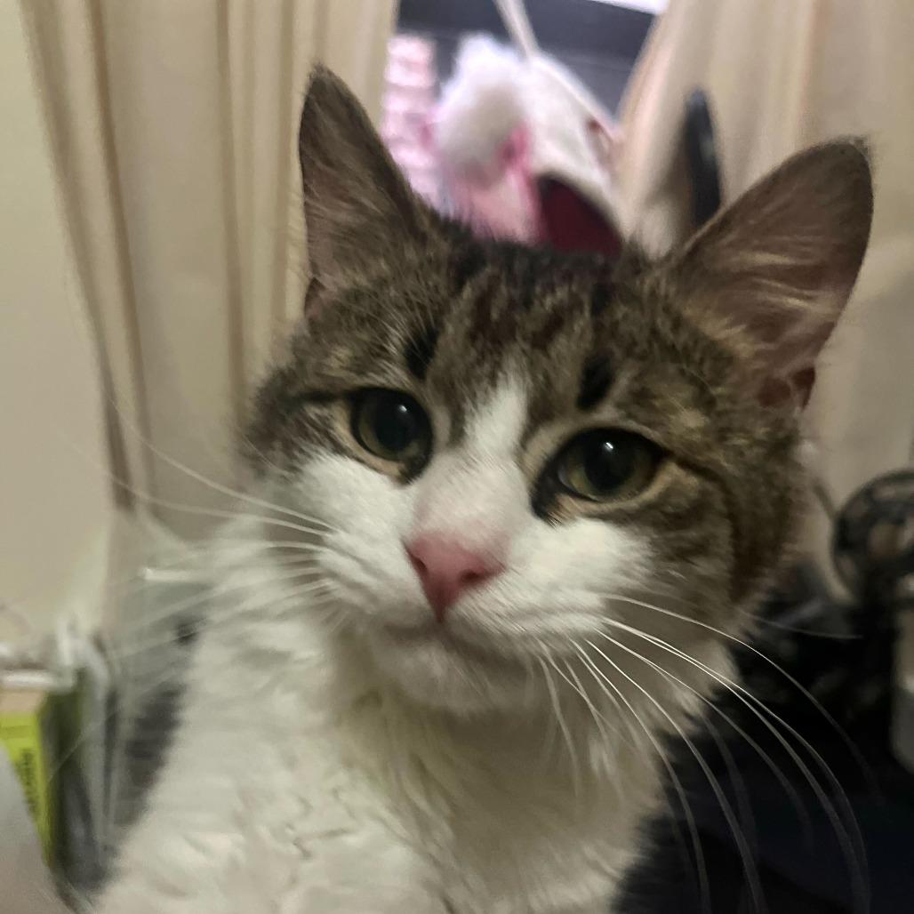 Enlarge Puddle, a Adoptable Domestic Medium Hair in New York, NY image 1/5