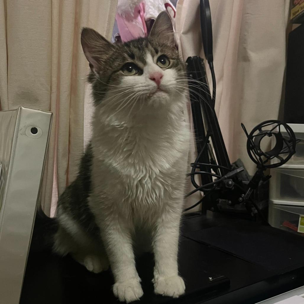 Enlarge Puddle, a Adoptable Domestic Medium Hair in New York, NY image 2/5