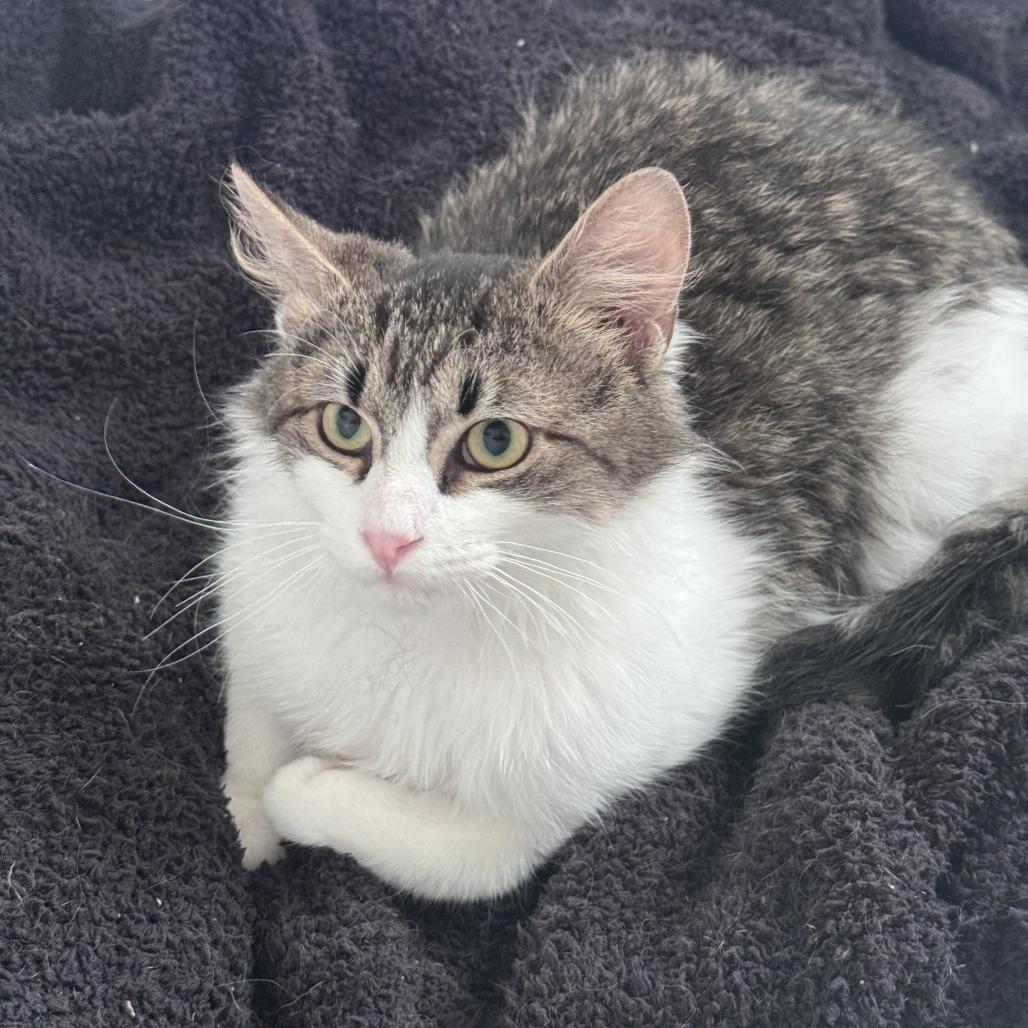 Enlarge Puddle, a Adoptable Domestic Medium Hair in New York, NY image 3/5