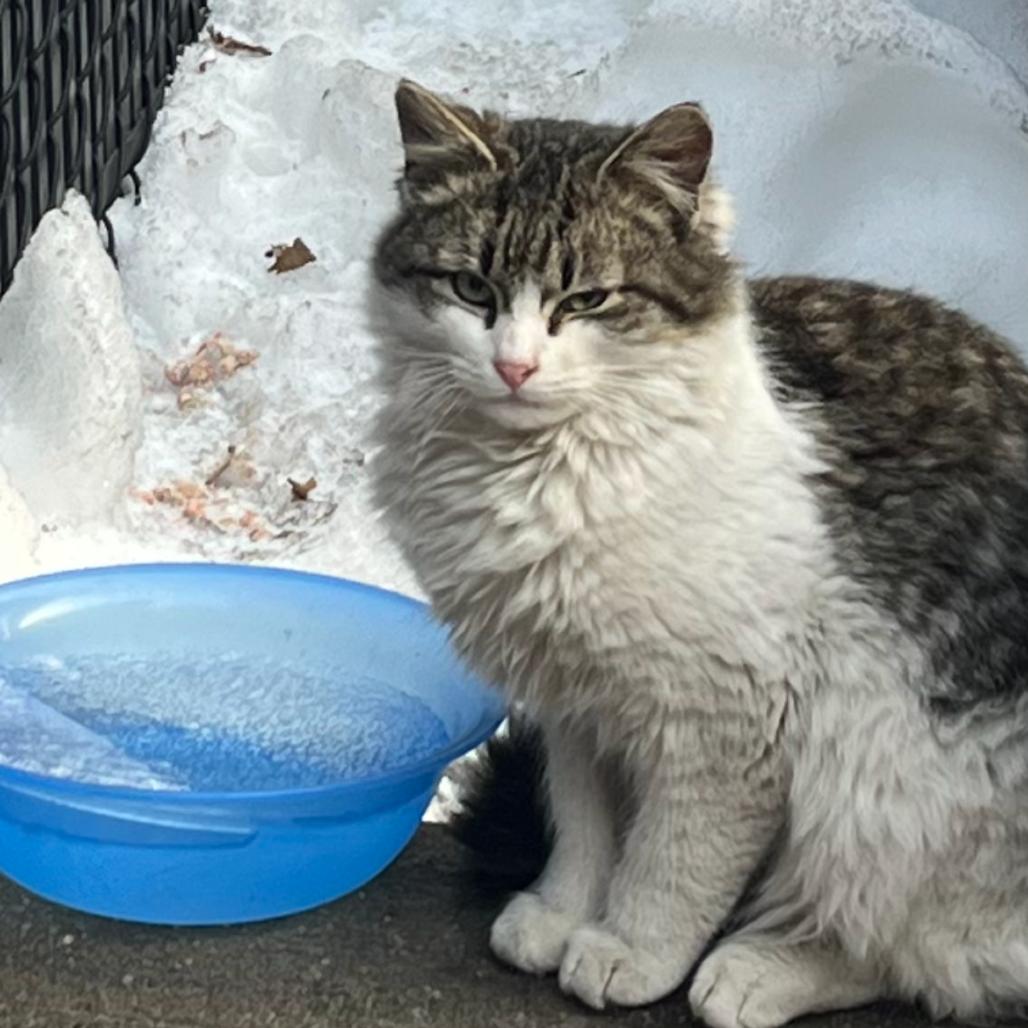 Enlarge Puddle, a Adoptable Domestic Medium Hair in New York, NY image 4/5