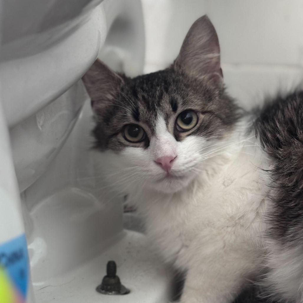 Enlarge Puddle, a Adoptable Domestic Medium Hair in New York, NY image 5/5