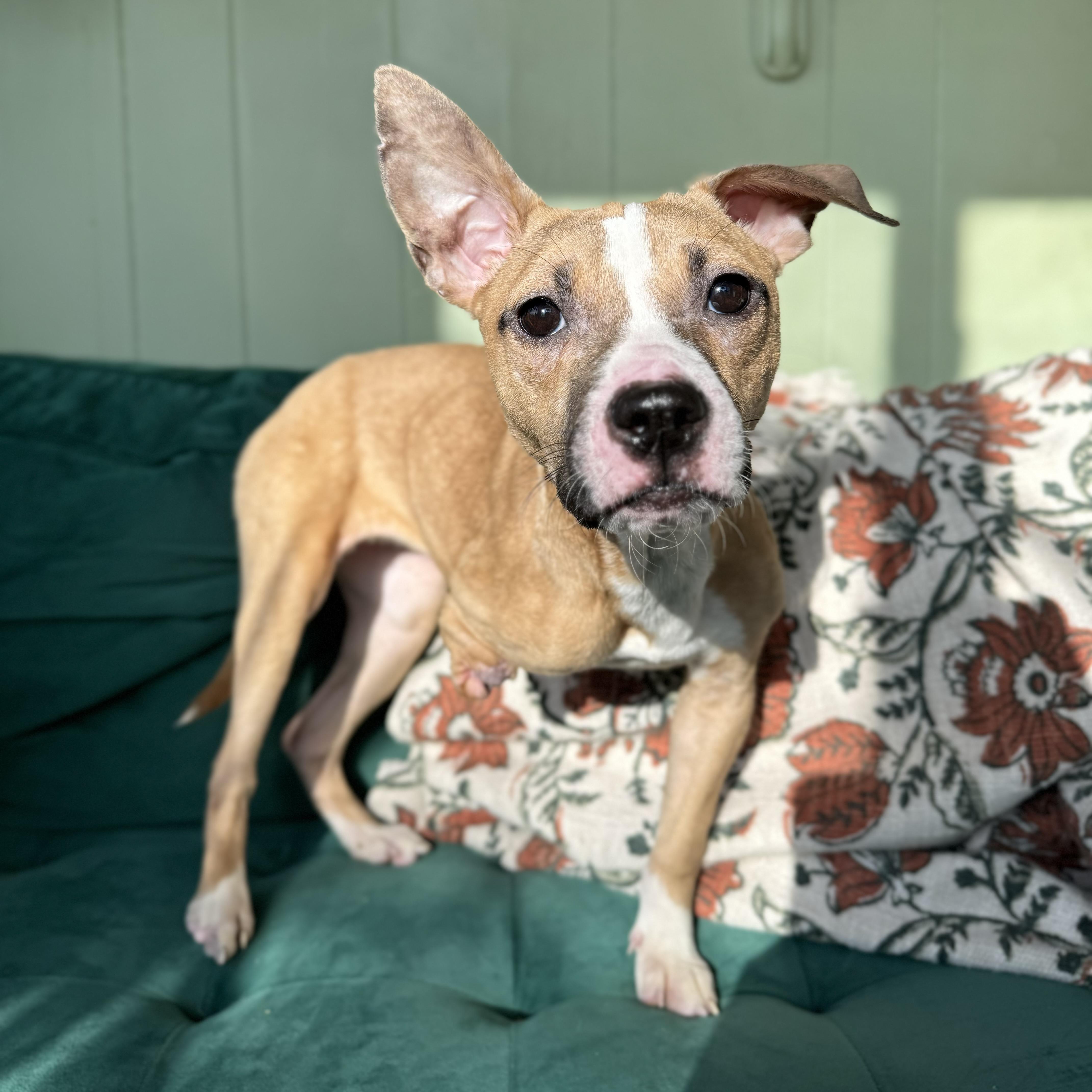 Enlarge Patty, a ADOPTABLE mixed breed in China Township, MI image 6/6