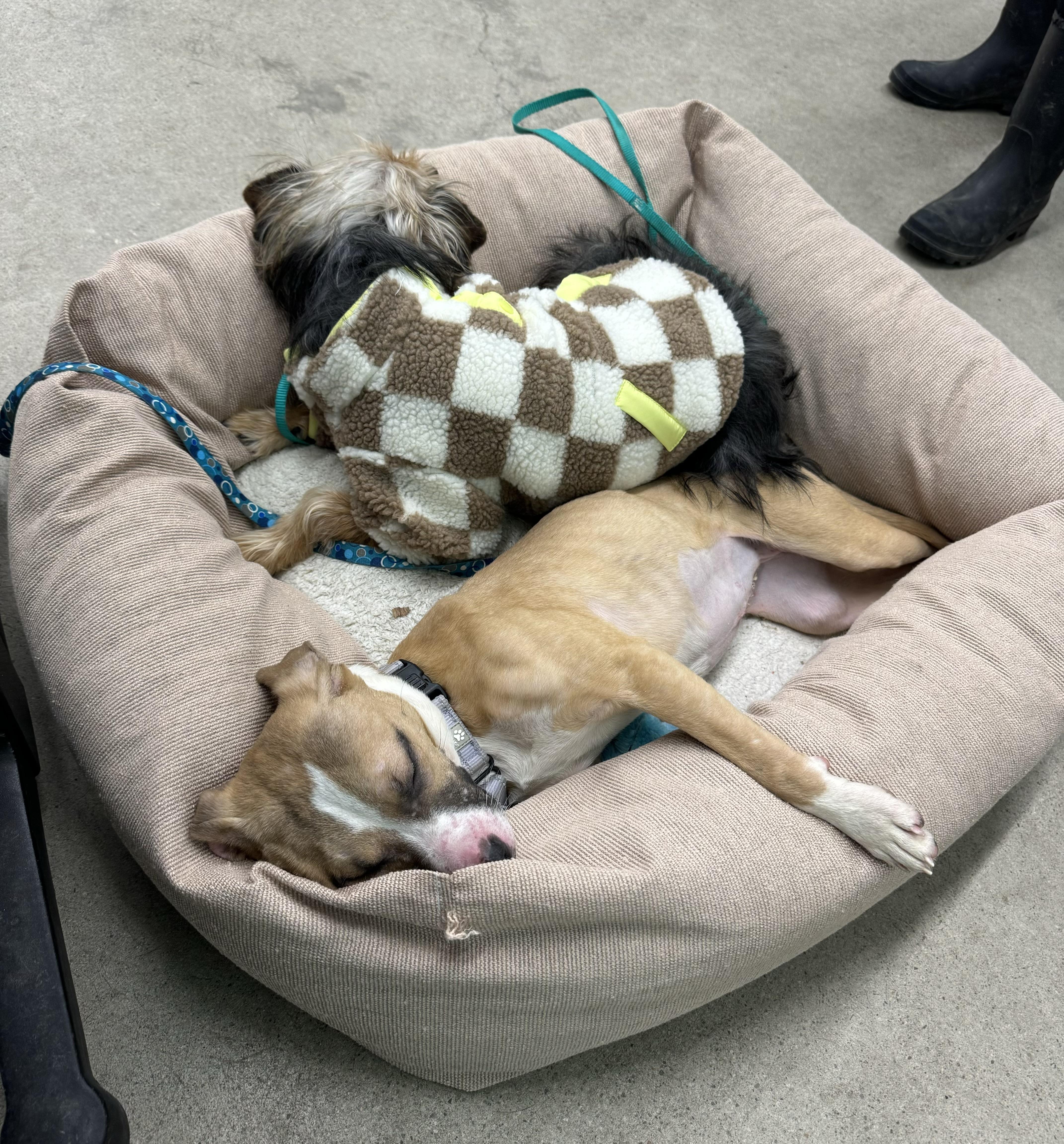 Enlarge Patty, a ADOPTABLE mixed breed in China Township, MI image 4/6