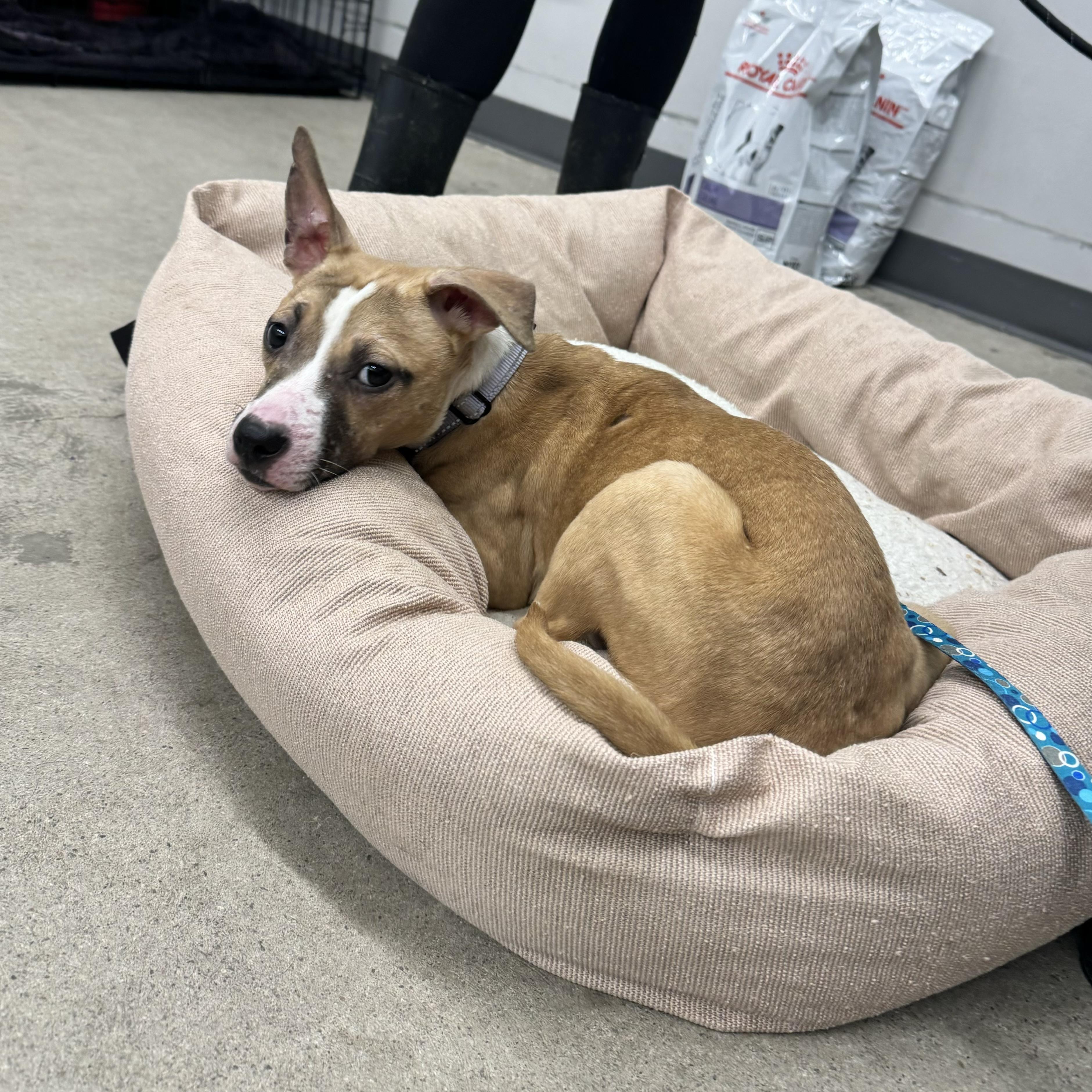 Enlarge Patty, a ADOPTABLE mixed breed in China Township, MI image 2/6