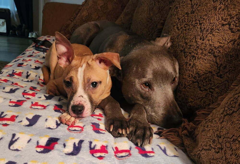 Enlarge Patty, a ADOPTABLE mixed breed in China Township, MI image 3/6