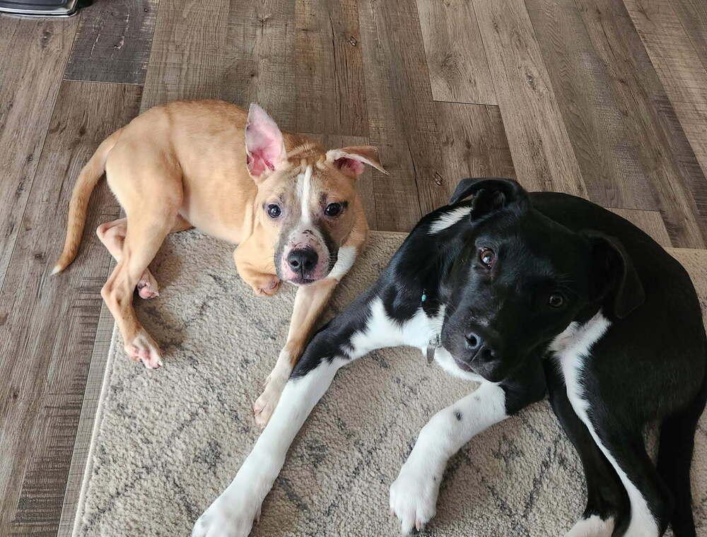 Enlarge Patty, a ADOPTABLE mixed breed in China Township, MI image 5/6