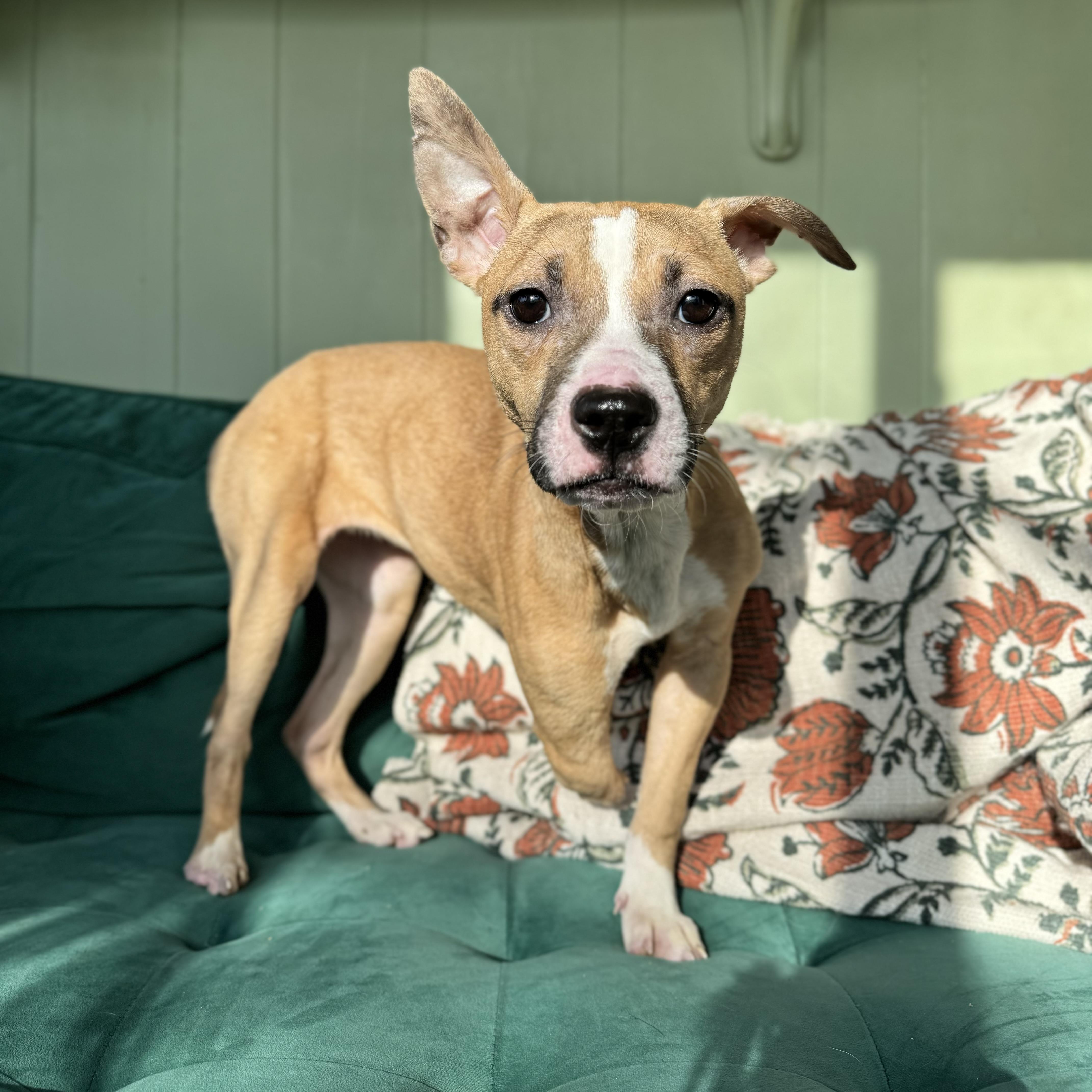 Enlarge Patty, a ADOPTABLE mixed breed in China Township, MI image 1/6