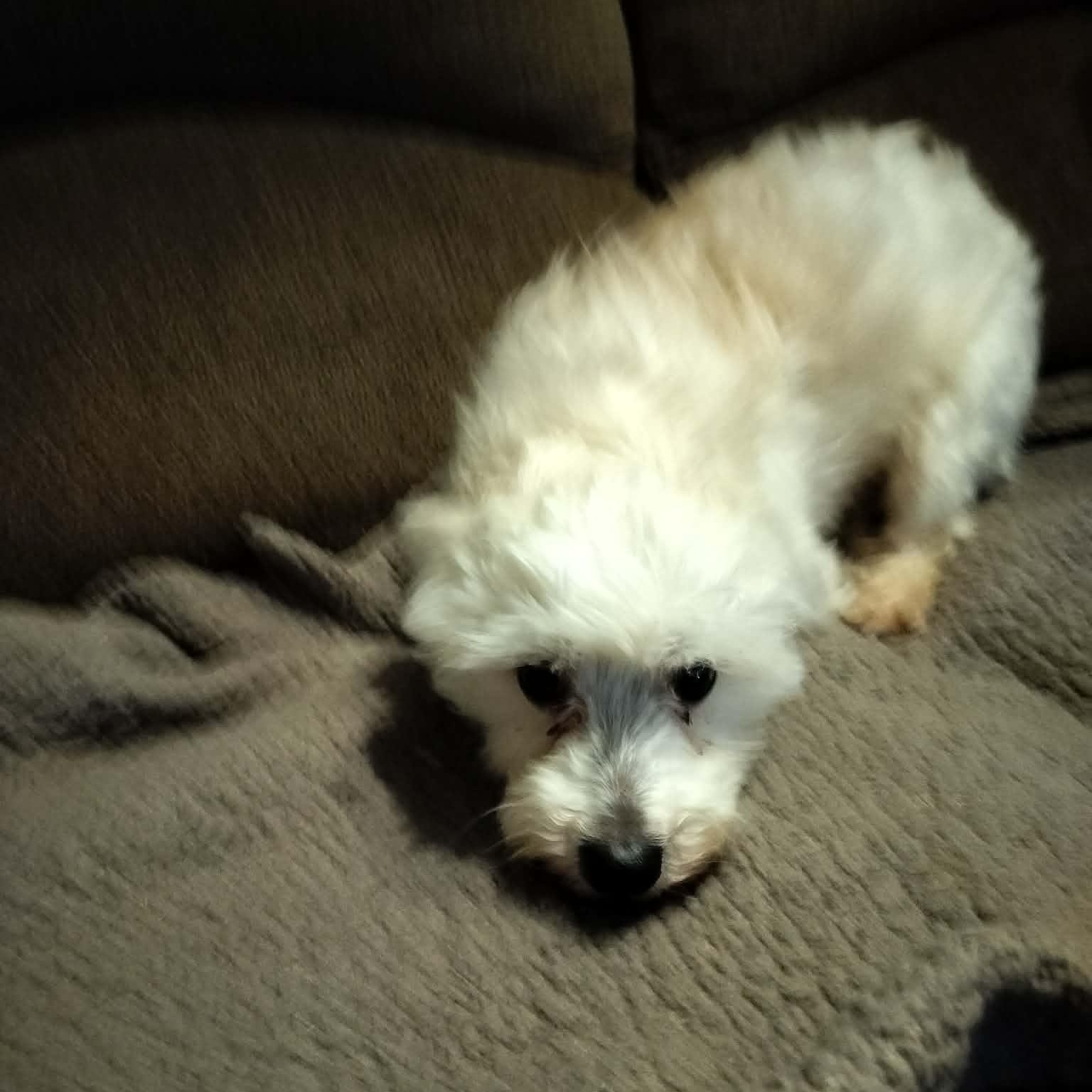 Enlarge CARY GRANT, an adopted Maltese in Harlem, GA image 4/6