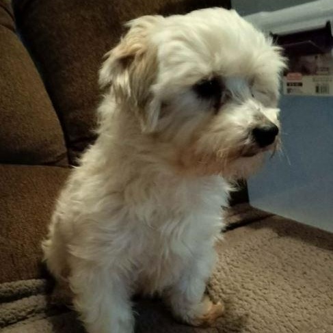 Enlarge CARY GRANT, an adopted Maltese in Harlem, GA image 6/6