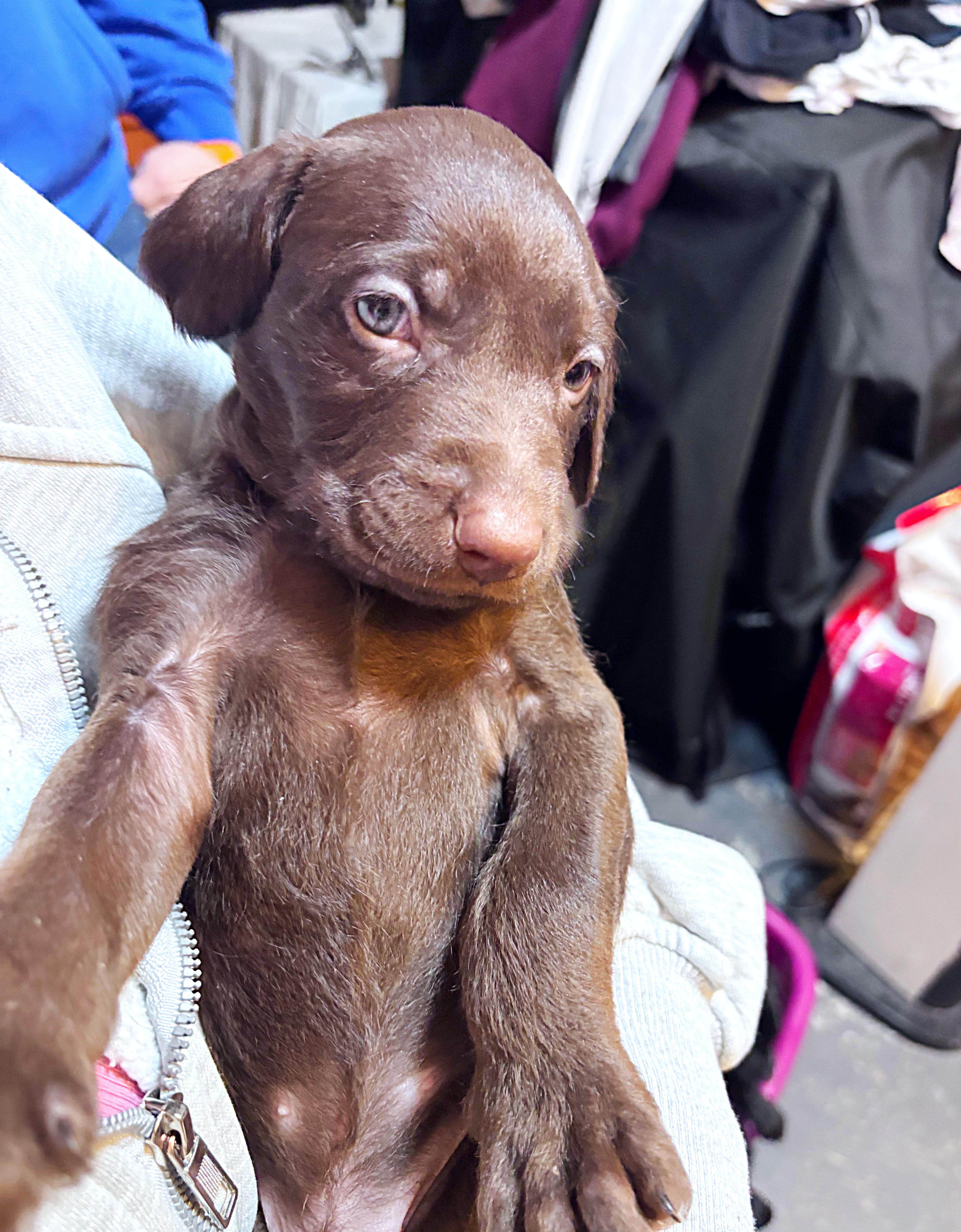 Enlarge Avery, an adoptable mixed breed in Suffield, CT image 2/4
