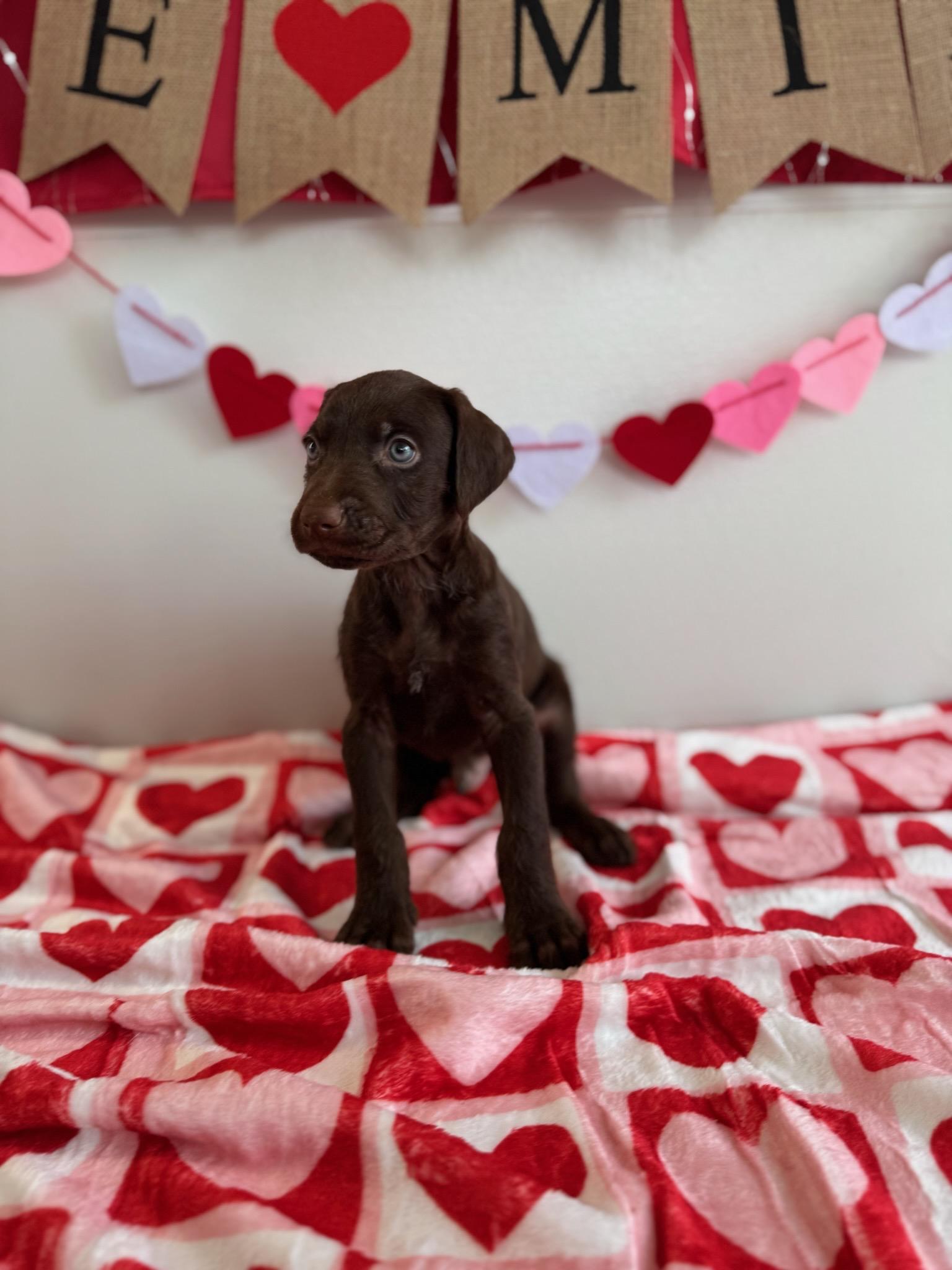 Avery, adoptable, Puppy Male Doberman Pinscher.