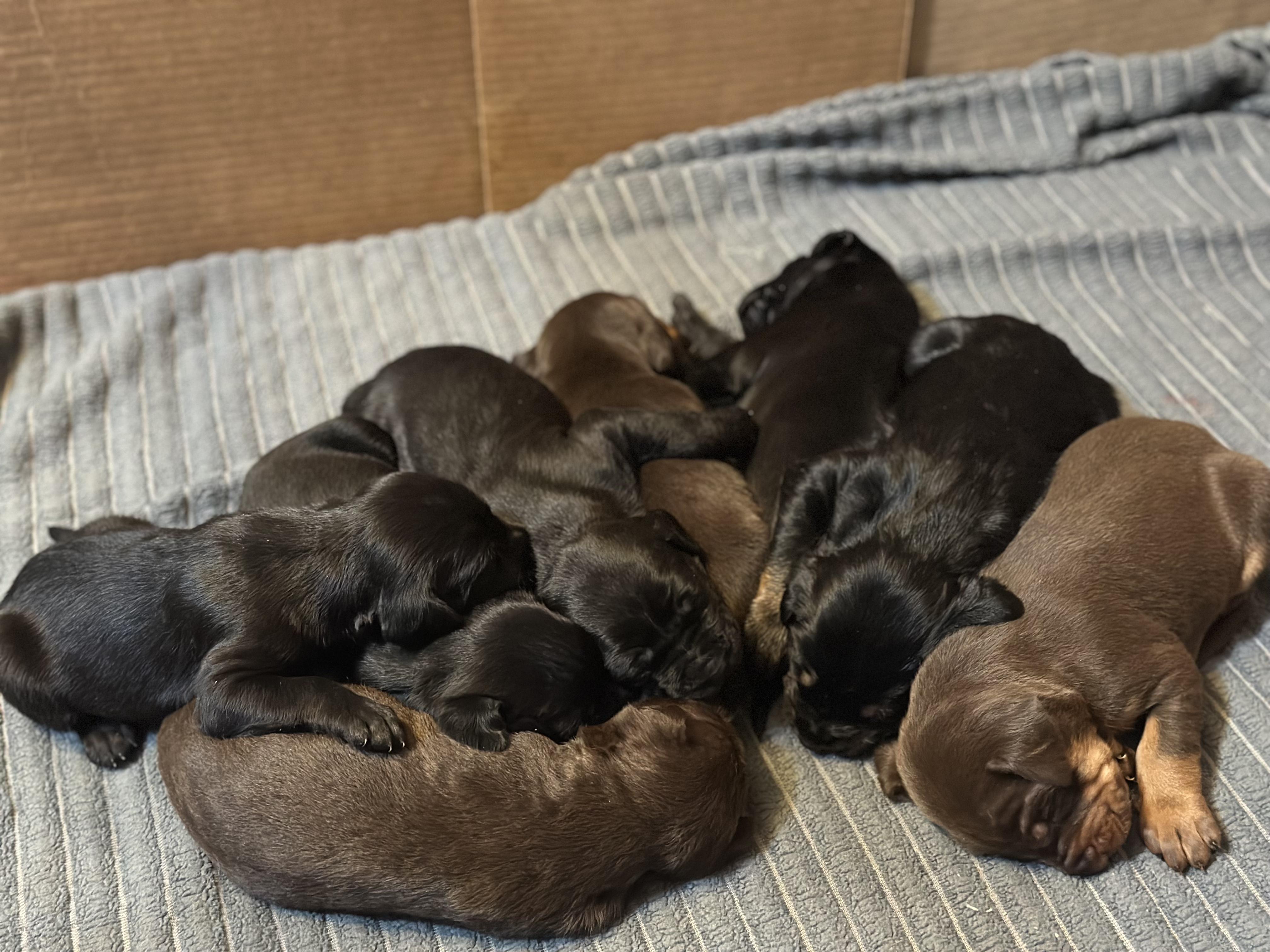 Enlarge Avery, an adoptable mixed breed in Suffield, CT image 4/4