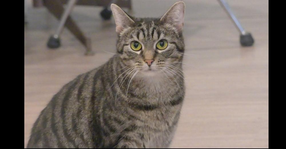 Gracie, Adoptable, Adult Female Domestic Short Hair.