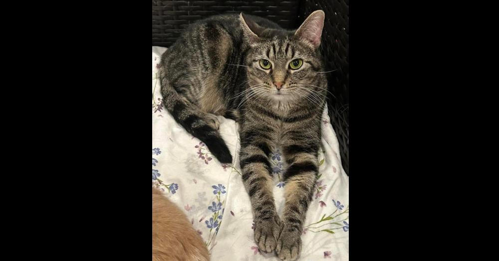 Gracie, a Adoptable Domestic Short Hair in New Cumberland, WV image 2/3