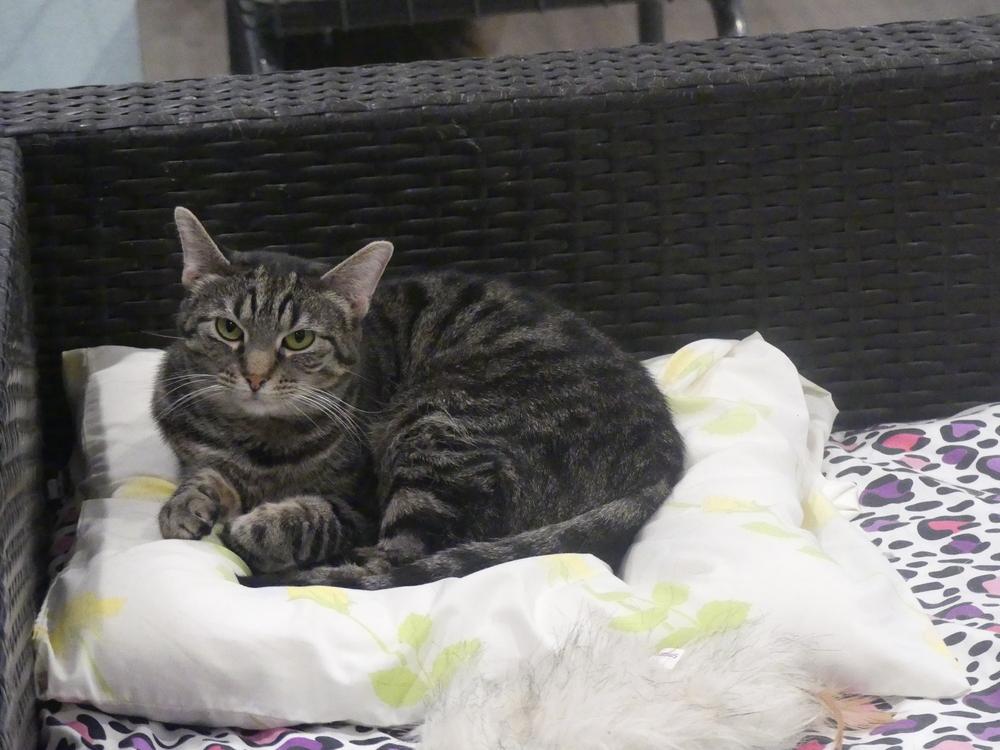 Gracie, a Adoptable Domestic Short Hair in New Cumberland, WV image 3/3