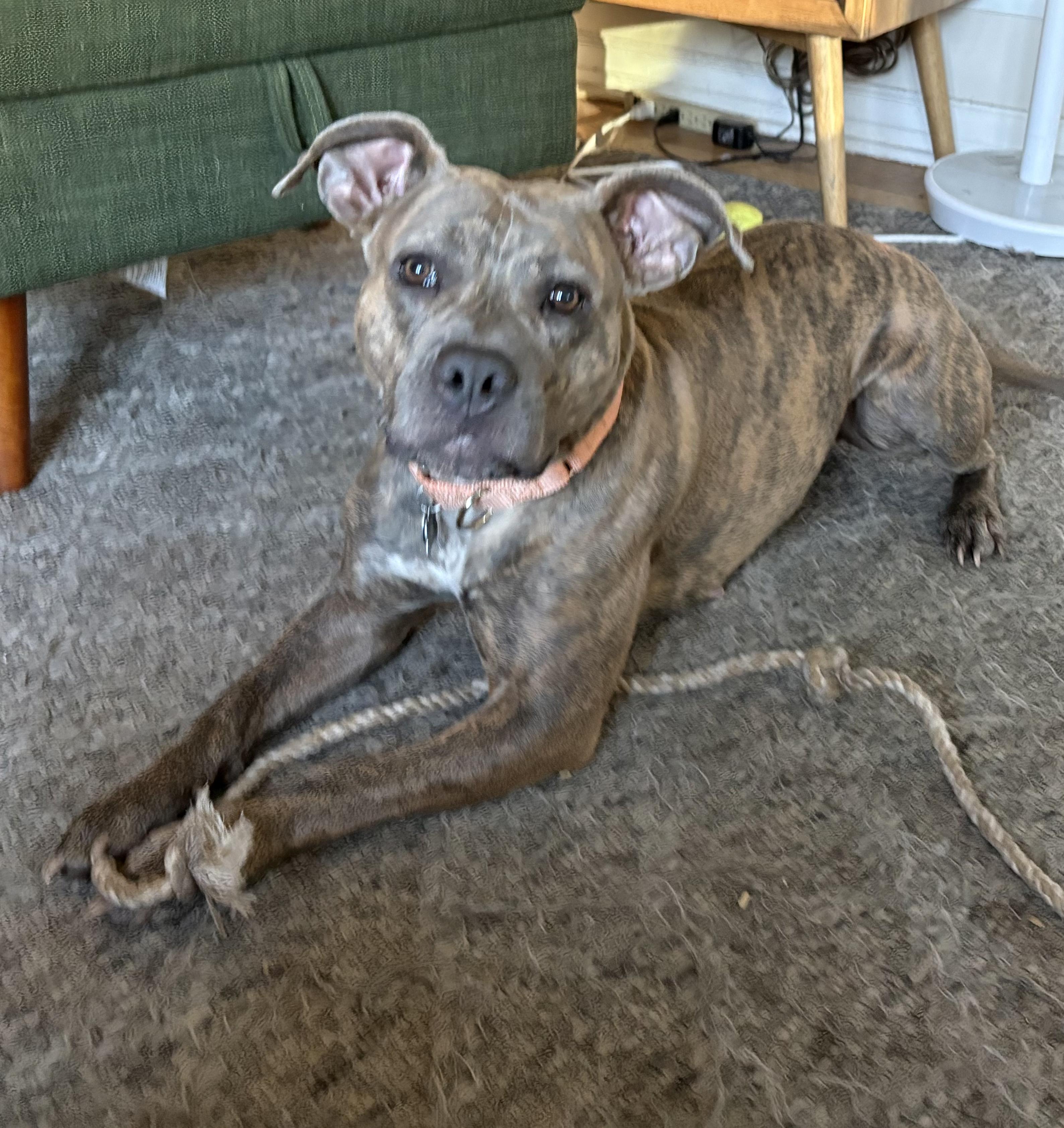 Brooklyn, ADOPTABLE, Young Female American Staffordshire Terrier.