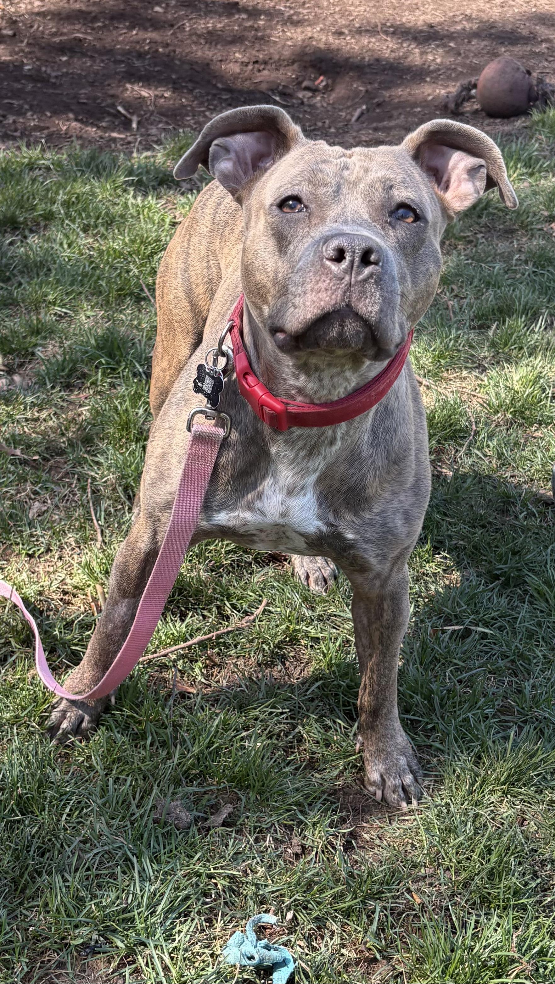 Enlarge Brooklyn, a ADOPTABLE American Staffordshire Terrier in Montclair, NJ image 4/5