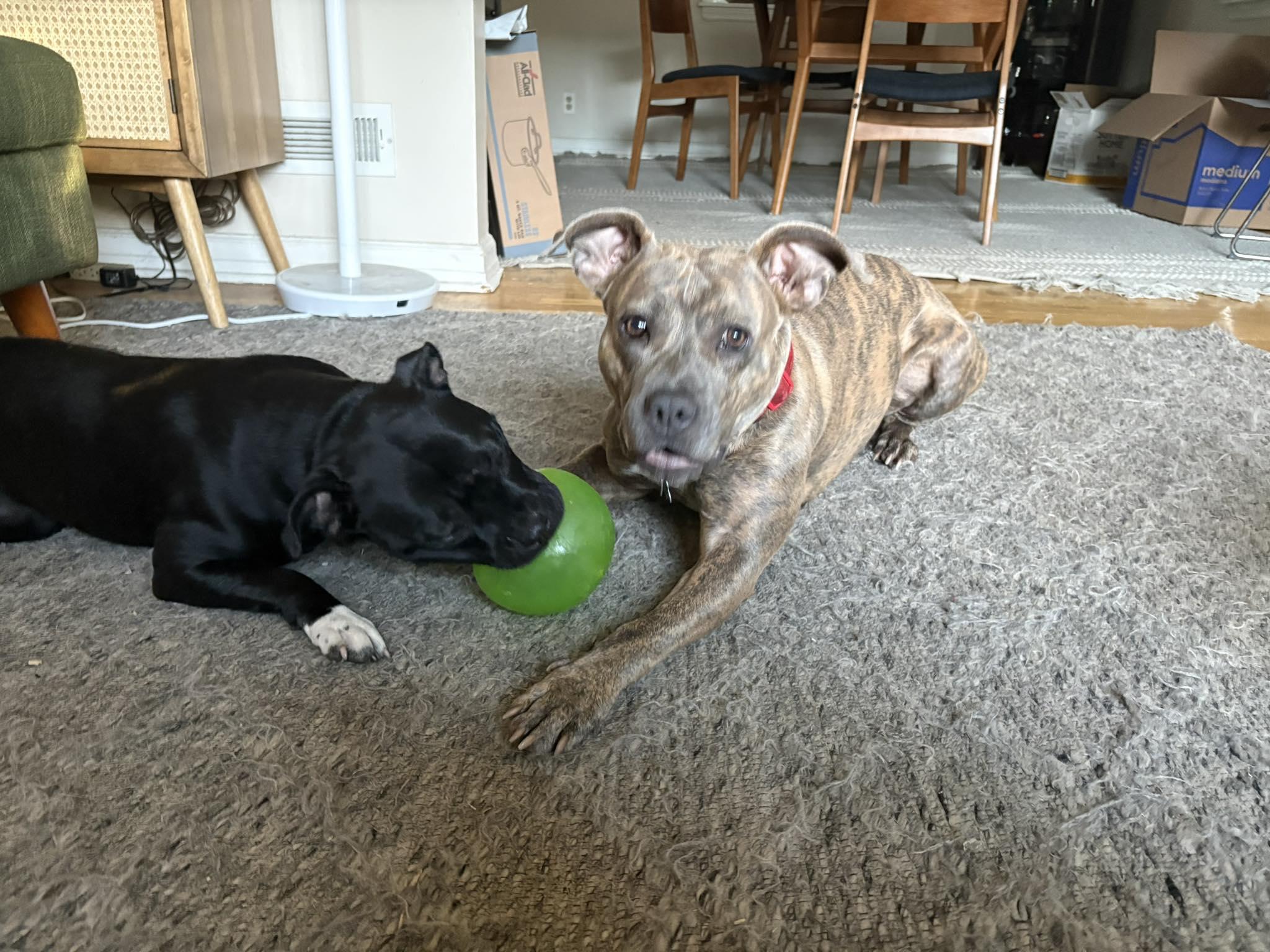 Enlarge Brooklyn, a ADOPTABLE American Staffordshire Terrier in Montclair, NJ image 5/5