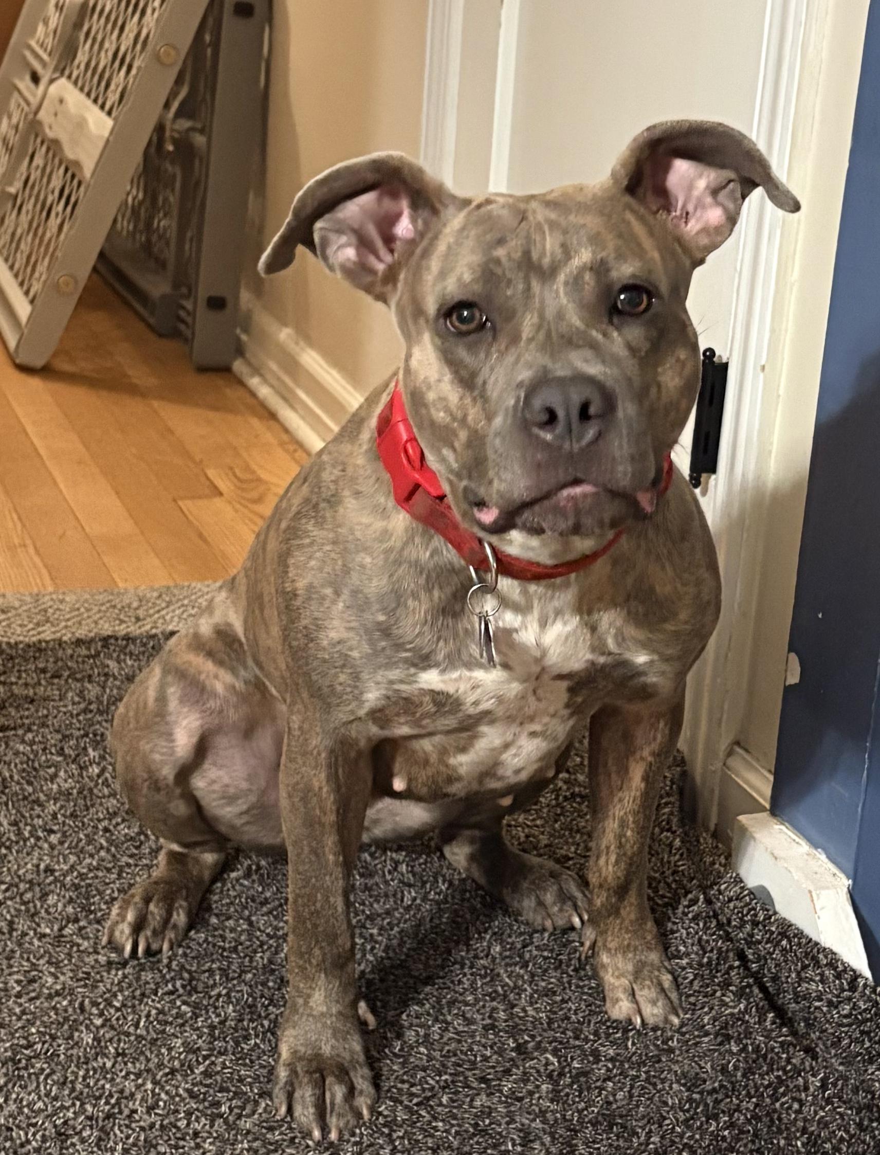 Enlarge Brooklyn, a ADOPTABLE American Staffordshire Terrier in Montclair, NJ image 2/5