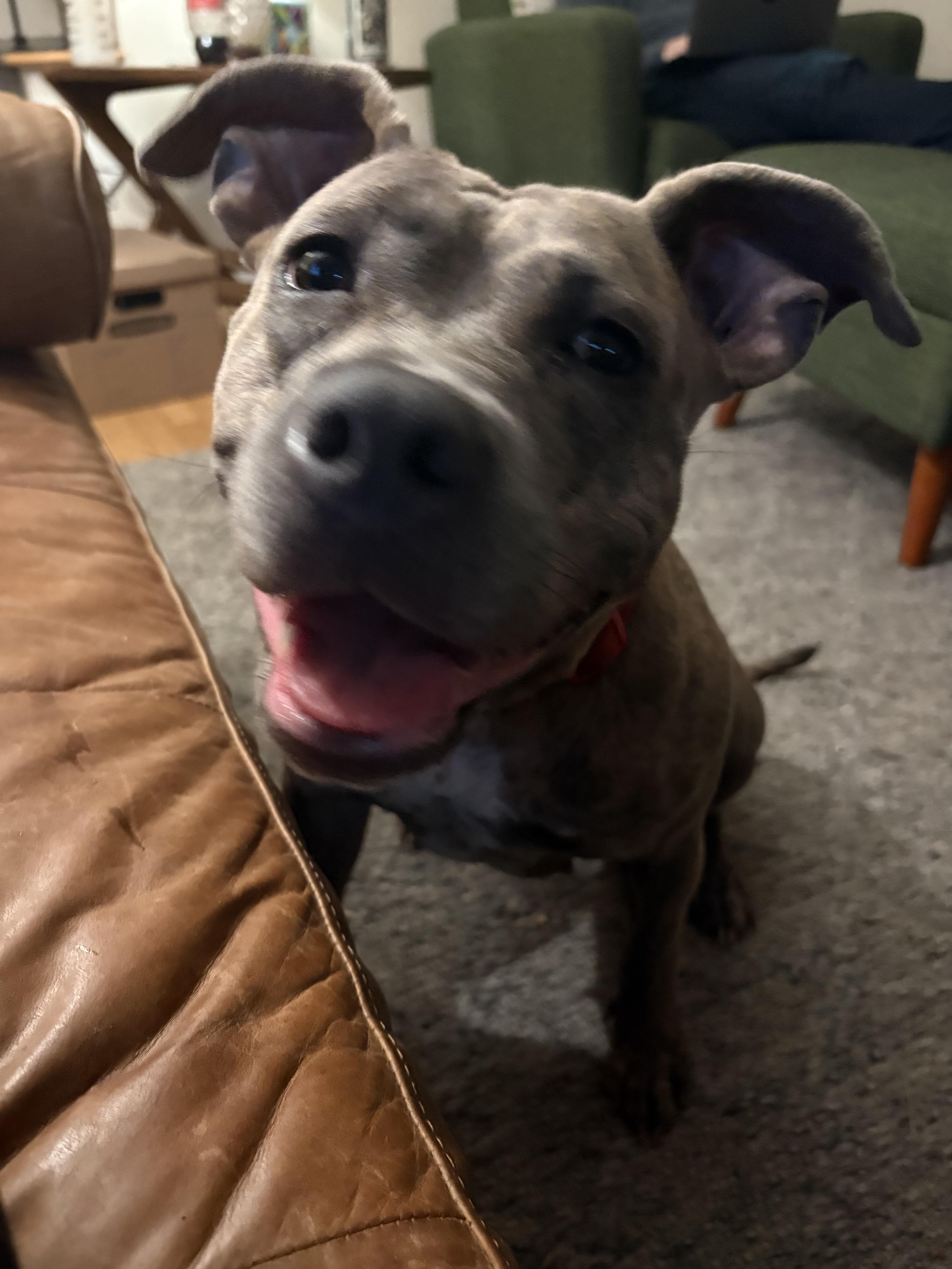 Enlarge Brooklyn, a ADOPTABLE American Staffordshire Terrier in Montclair, NJ image 1/5