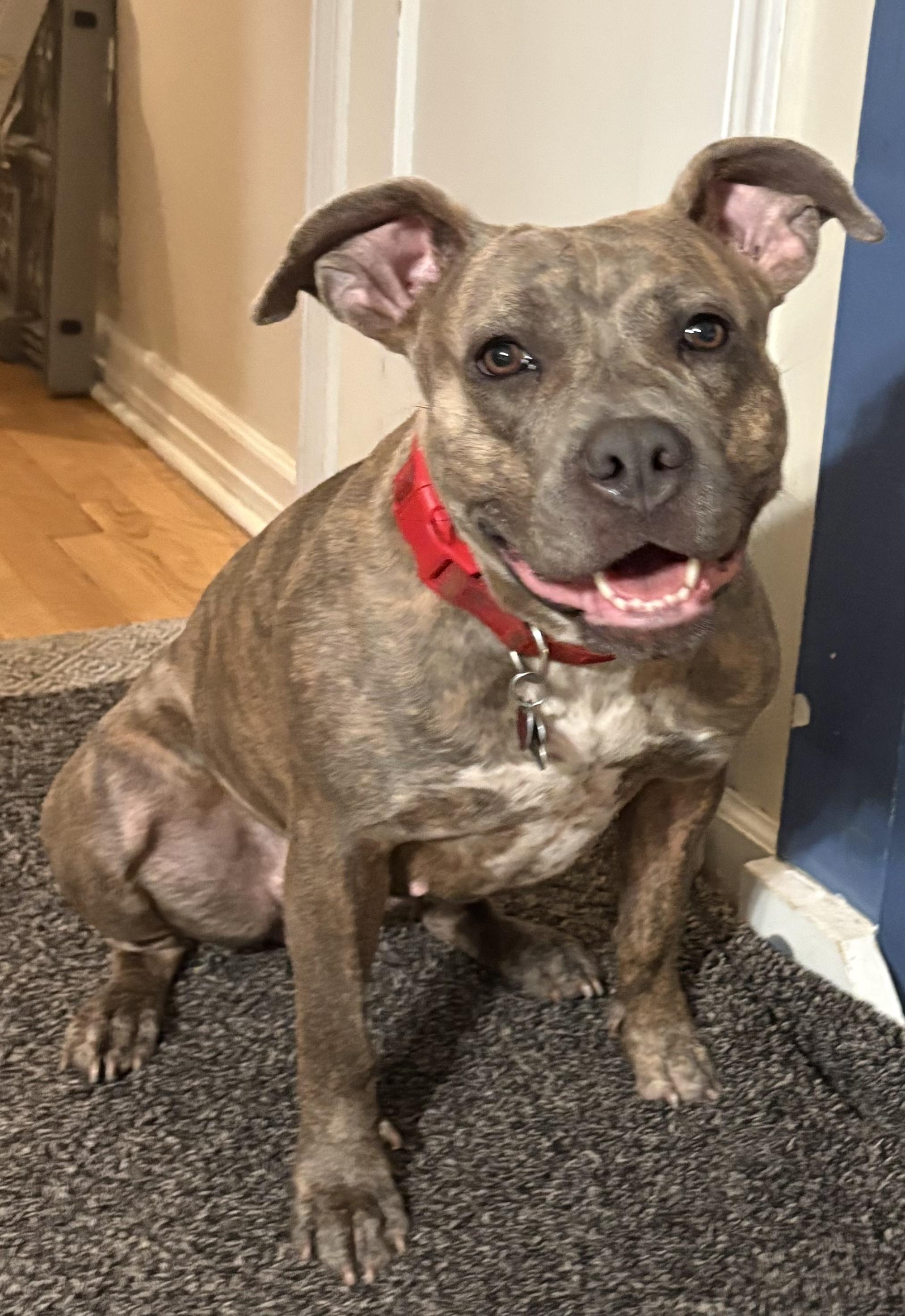 Enlarge Brooklyn, a ADOPTABLE American Staffordshire Terrier in Montclair, NJ image 3/5