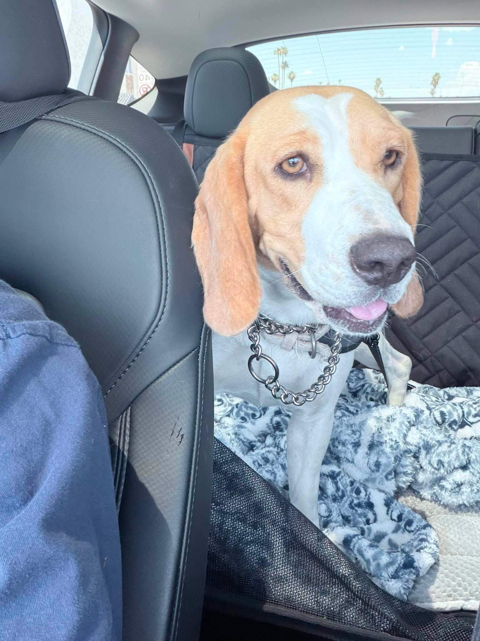 Masha, ADOPTABLE, Young Female Beagle.