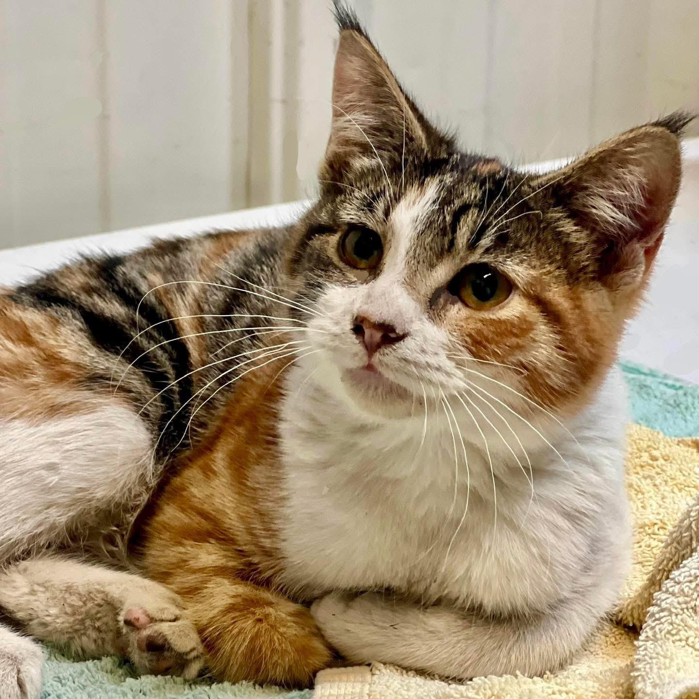 Enlarge 59886927, a ADOPTABLE Domestic Short Hair in Elko, NV image 1/1