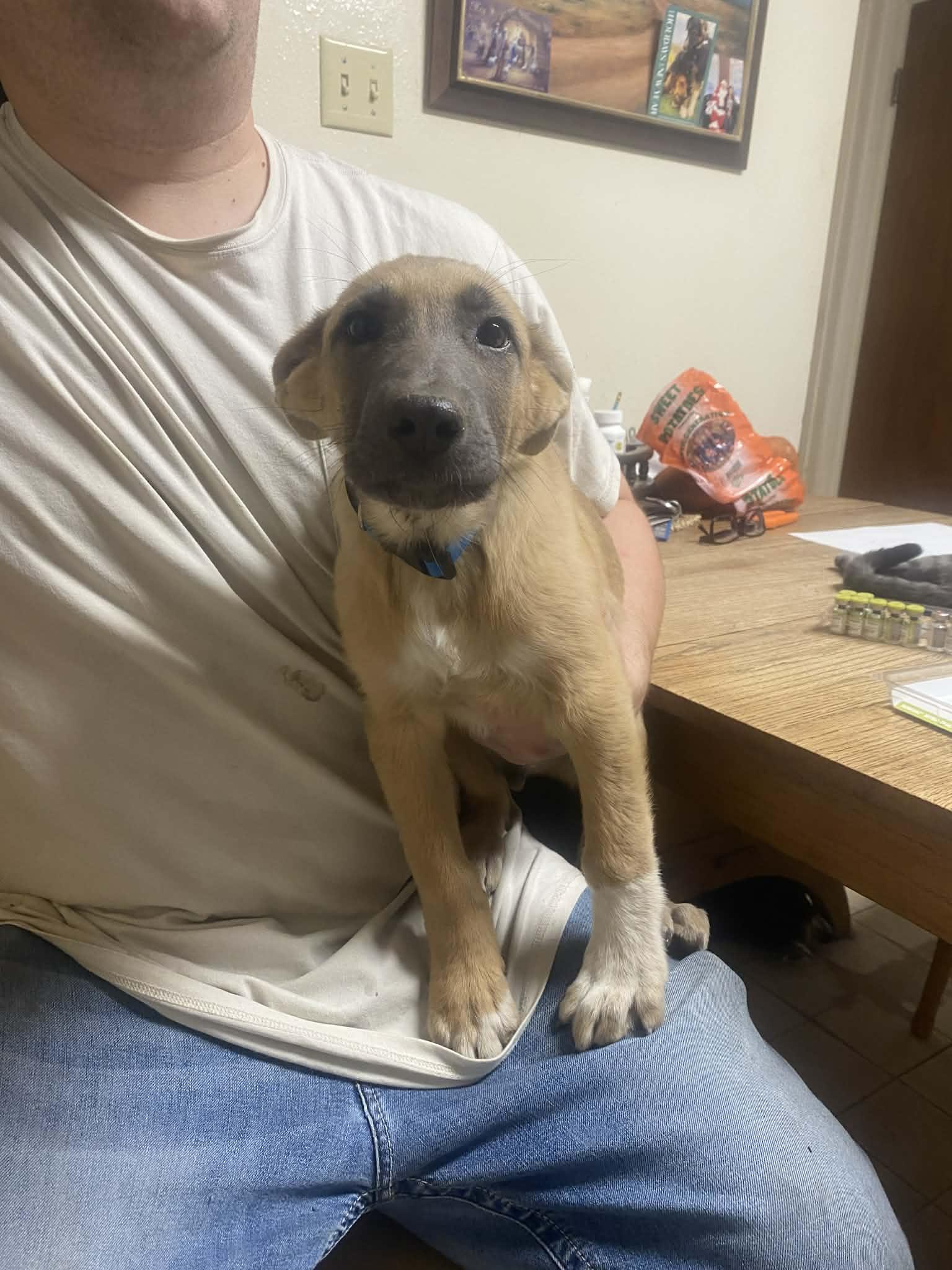 Rocky, a ADOPTABLE mixed breed in Uxbridge, MA image 2/2