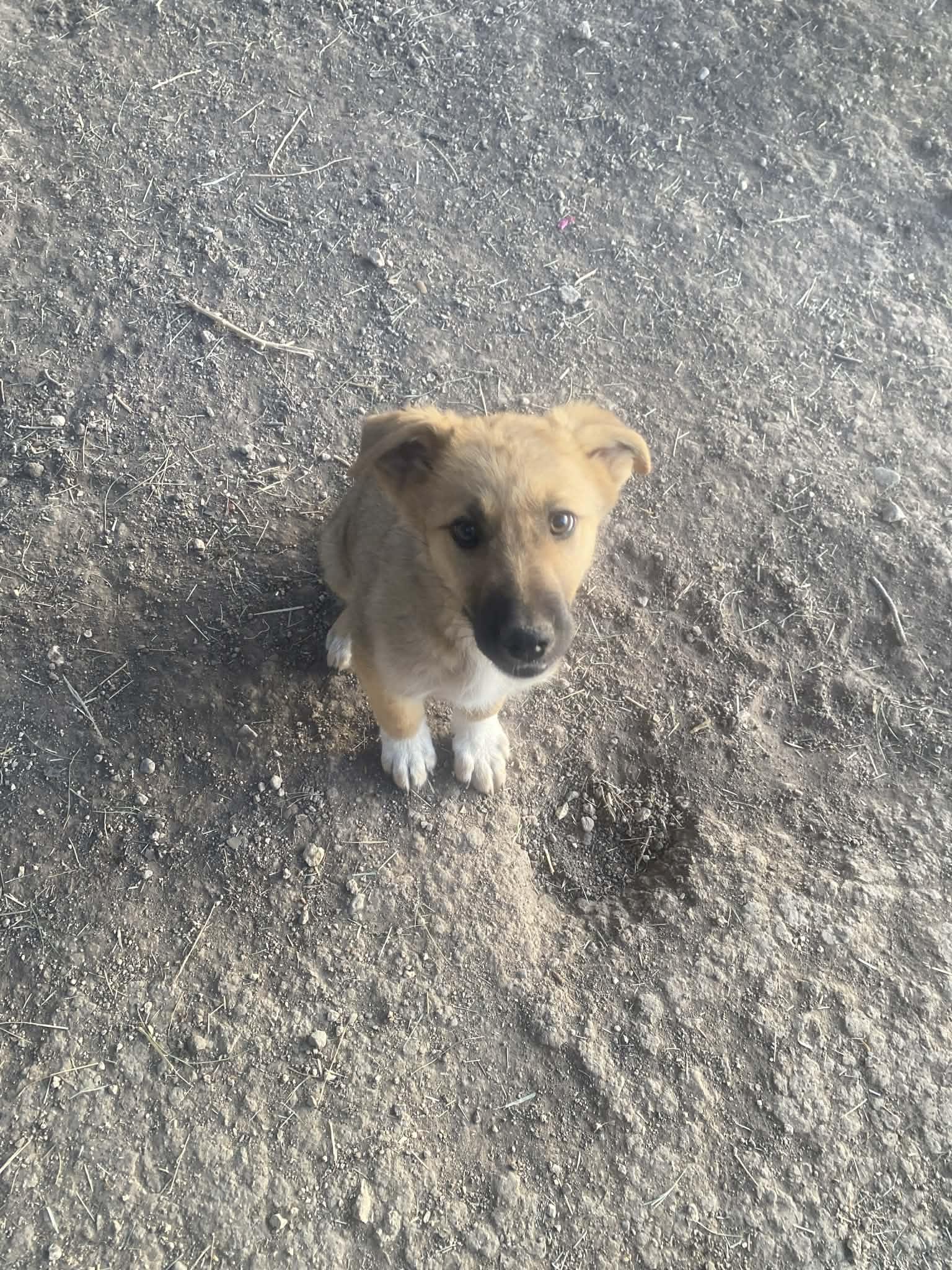 Enlarge Rocky, a ADOPTABLE mixed breed in Uxbridge, MA image 1/1